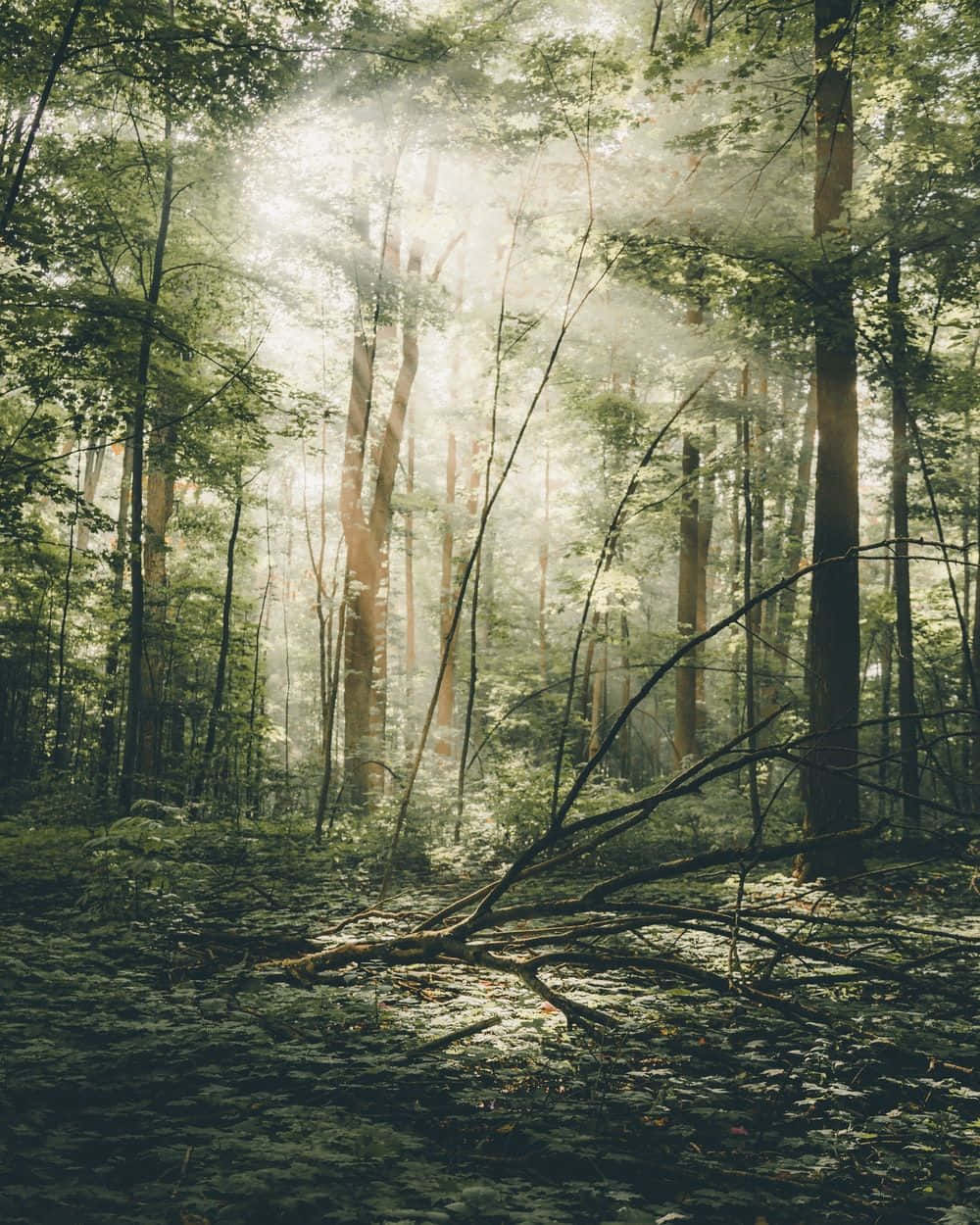 Træd ind i det magiske univers af hekse skov med denne imponerende HD tapet. Wallpaper