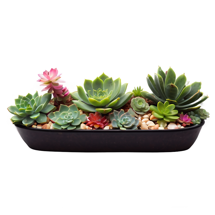 Fairy Garden Succulents Png 06212024 PNG