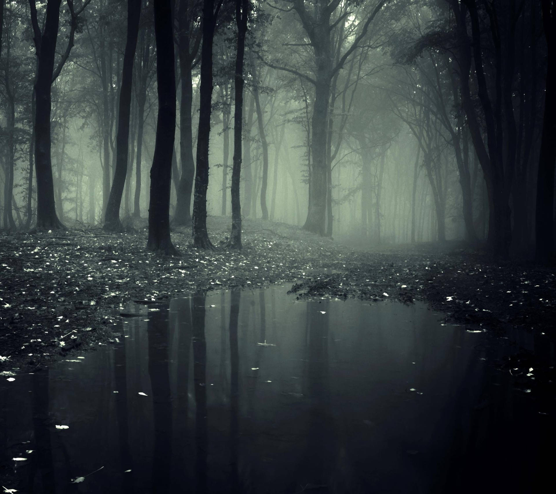 Fairy Grunge Foggy Forest
