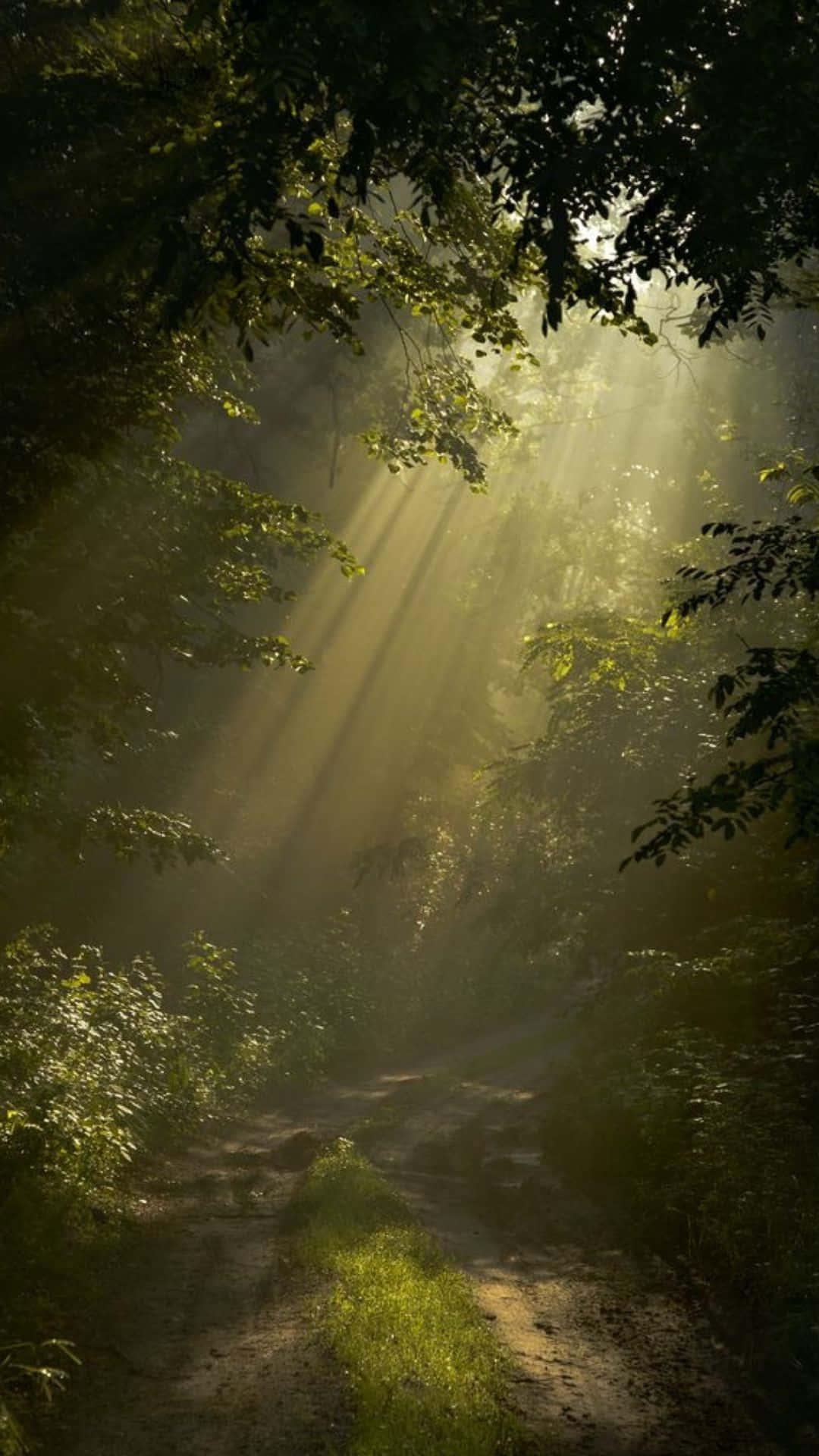 Sunrays Forest Fairycore Background