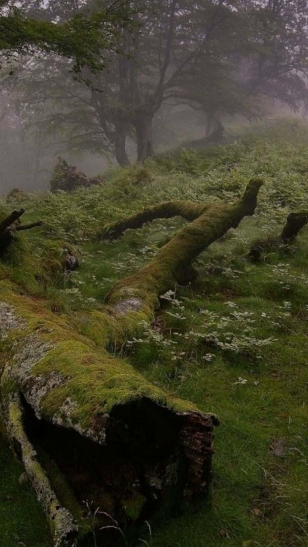 Sfondofairycore Di Tronco D'albero In Una Foresta Nebbiosa