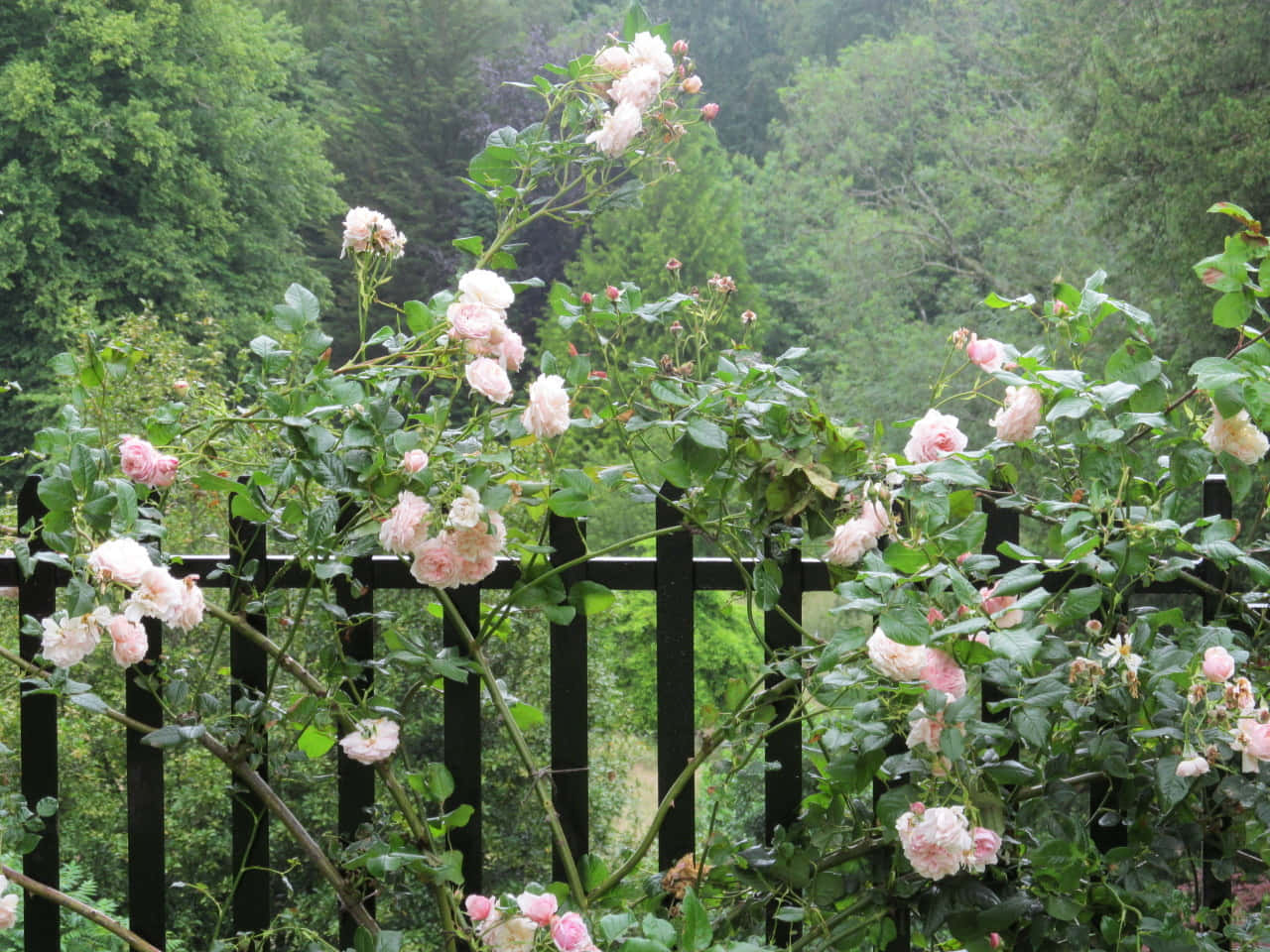 Fairycore Rose Garden Fence Wallpaper