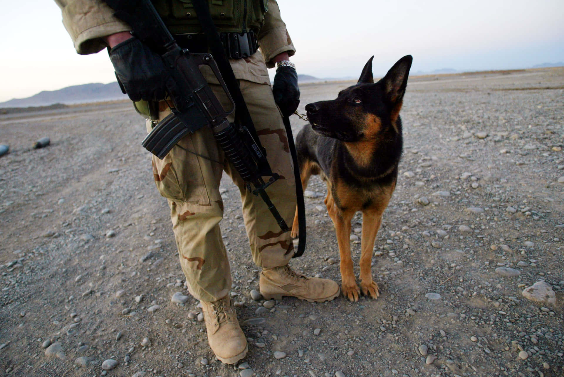 Faithful Military Dog In Action Wallpaper