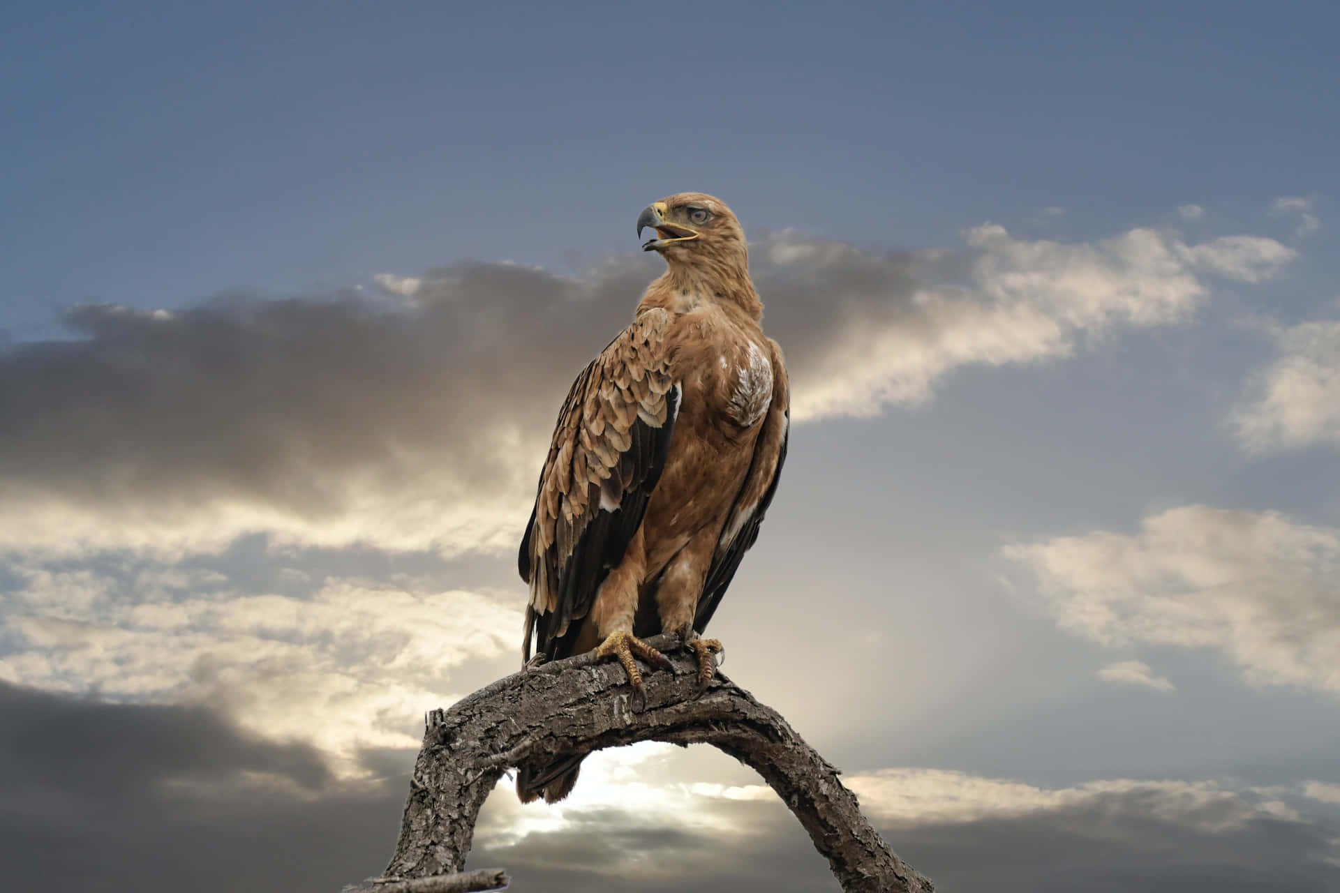 Uppleverden Natursköna Utsikten Över Falcon, Colorado