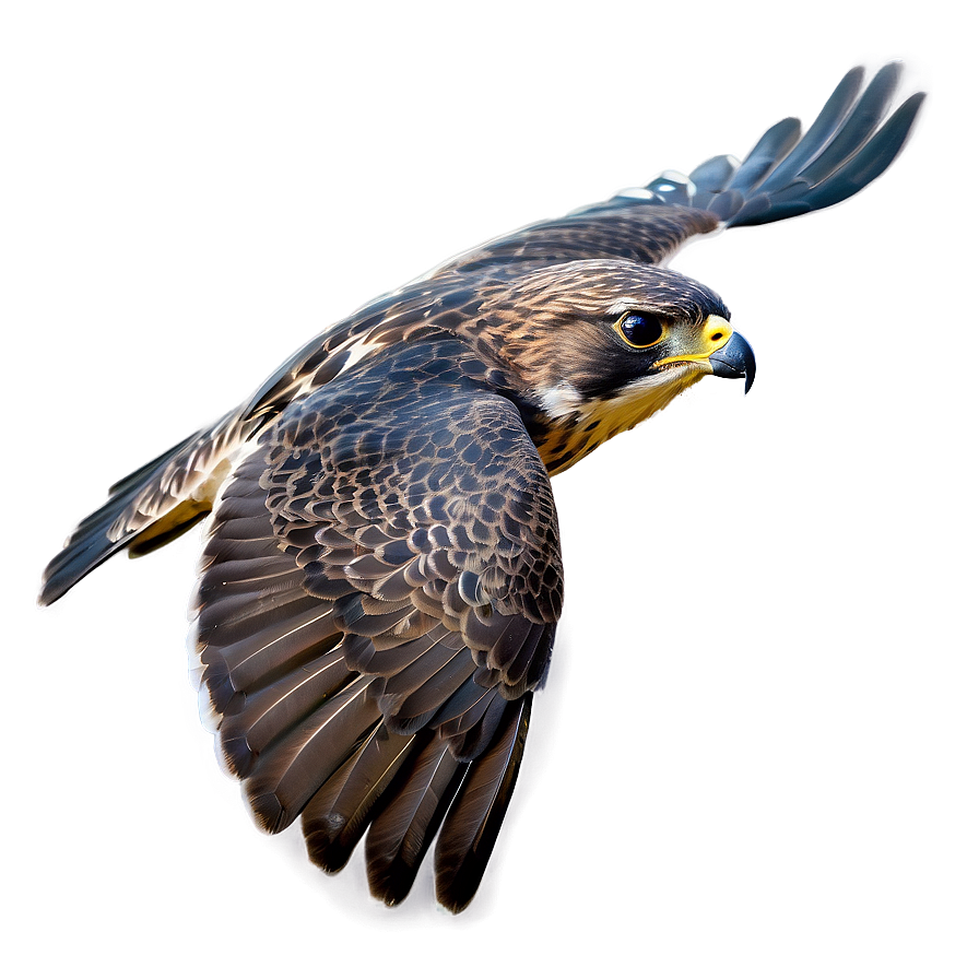 Falcon Bird Hunting Png 05032024 PNG