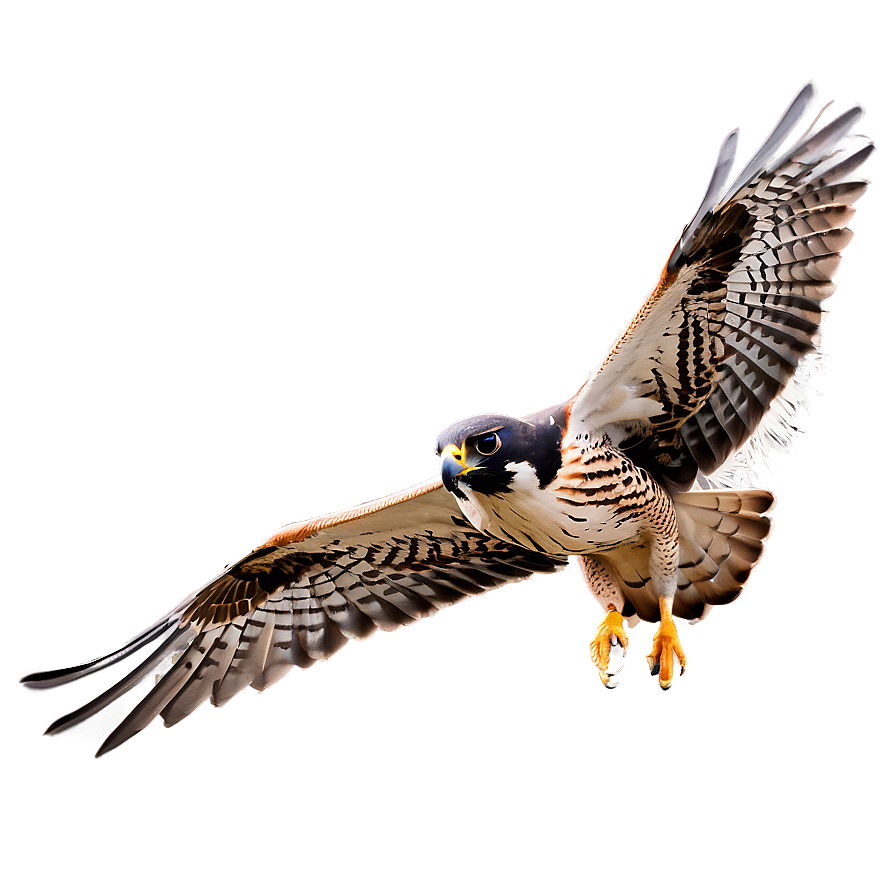 Download Falcon Bird Hunting Png Dic | Wallpapers.com