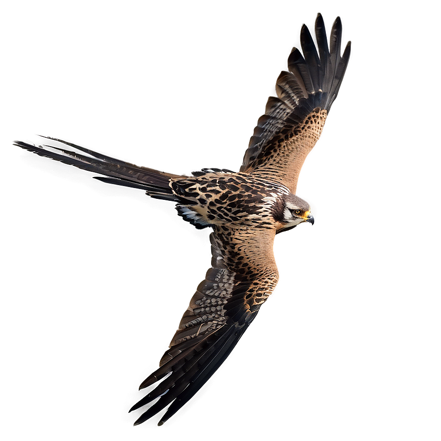 Falcon Bird Hunting Png Qdc83 PNG