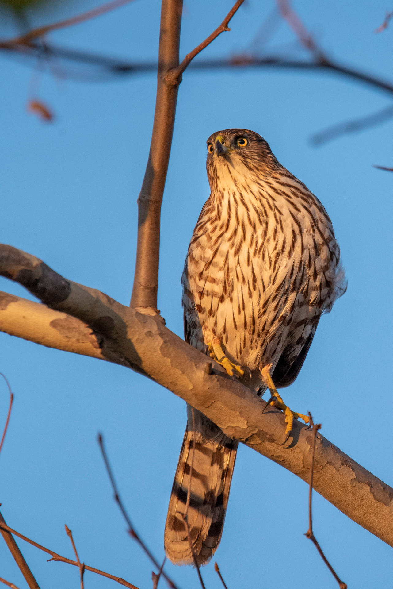 Falcon Bird On Tree