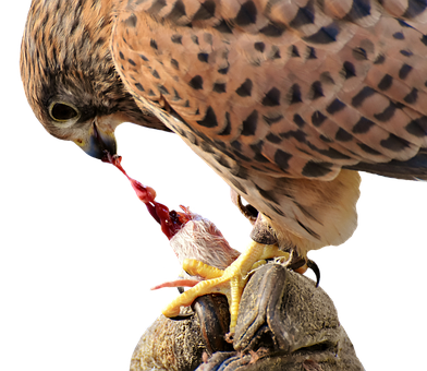 Falcon Feedingon Prey PNG