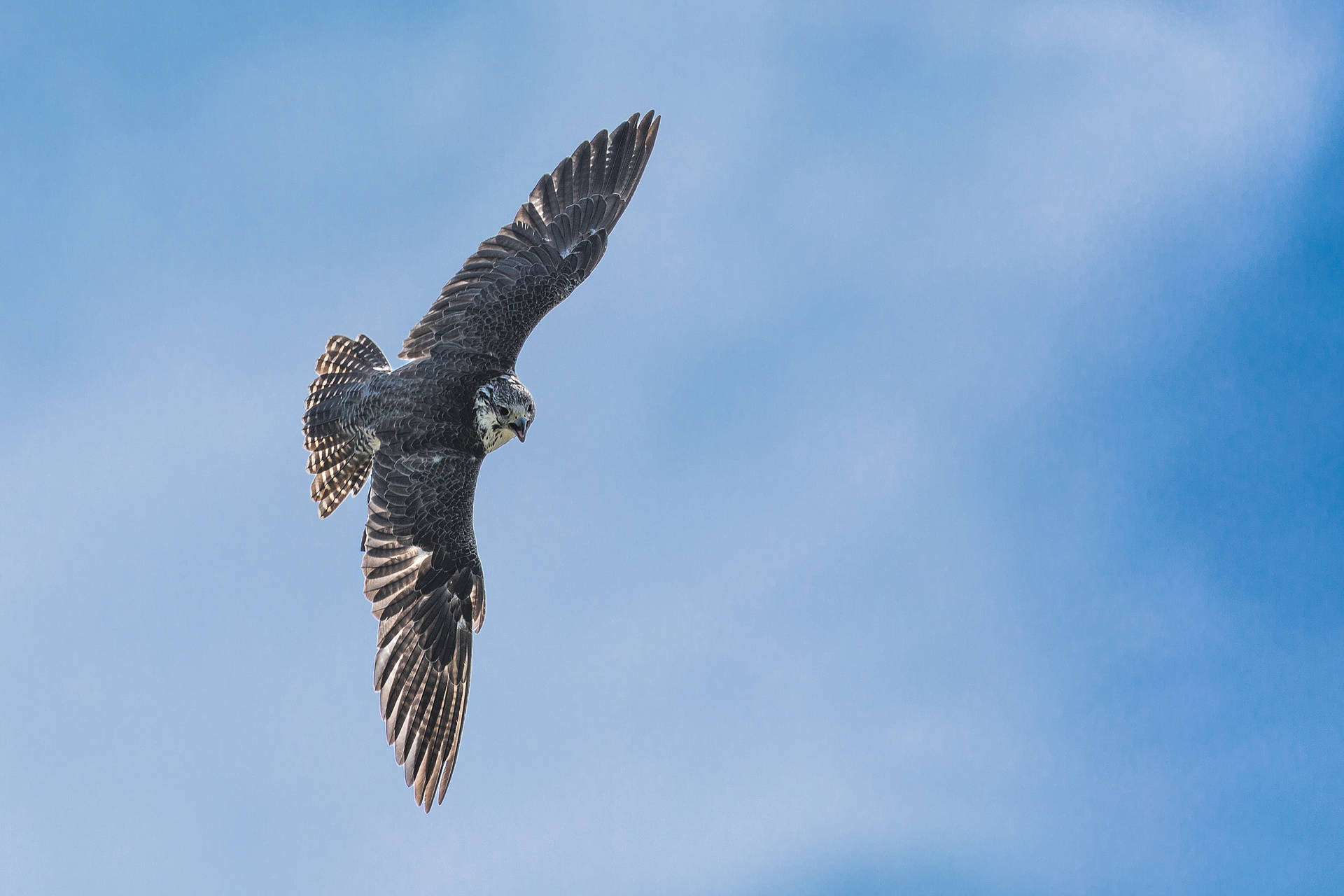 Falcon Maneuvering In The Sky Wallpaper