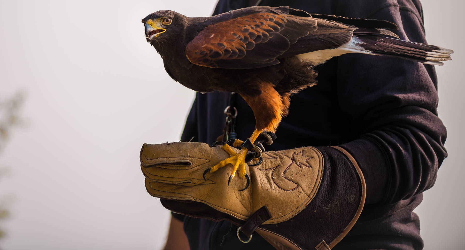 Falcon On The Trainer Hand