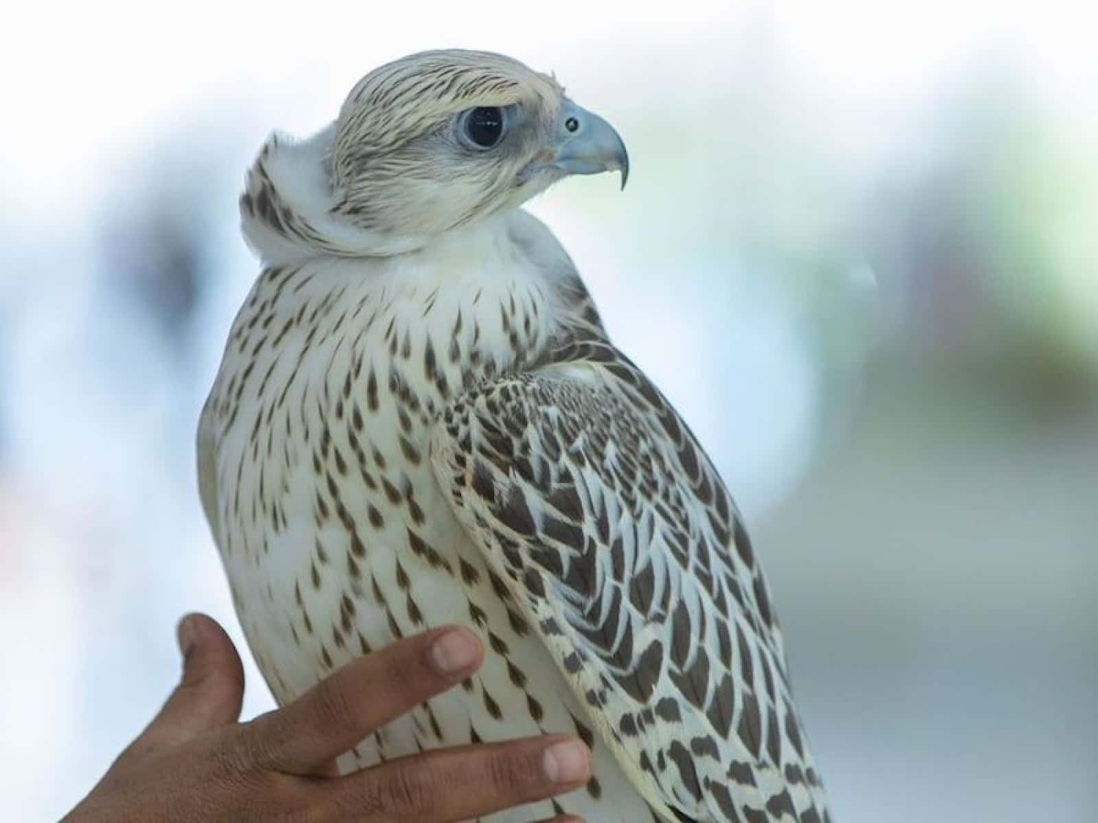 Úneteal Vuelo Con El Halcón