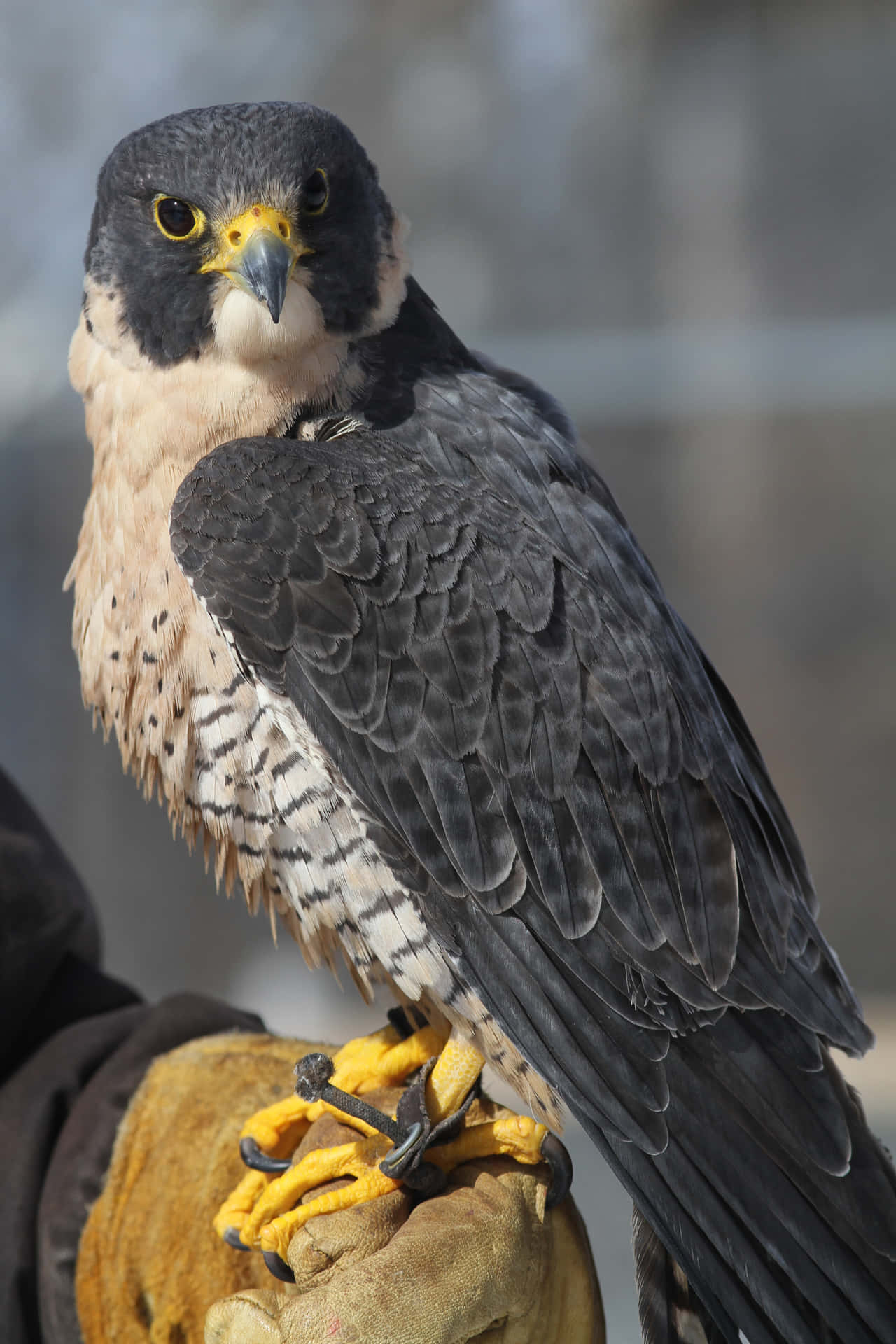 Upplevfriheten Att Flyga Med Falcon