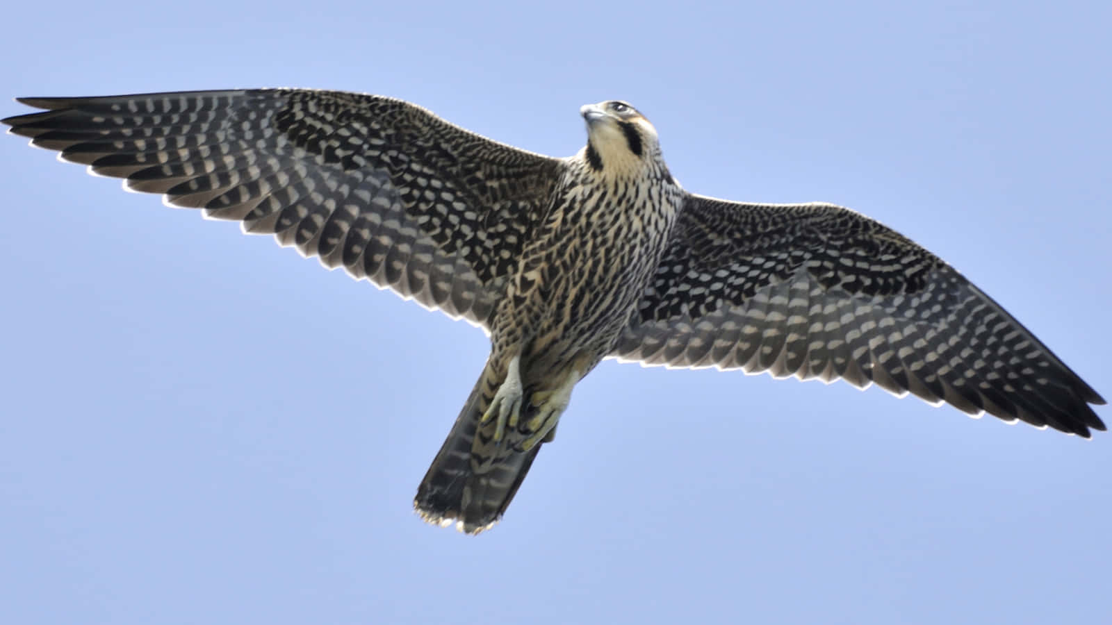Enjoy the beautiful Falcon soaring in the sky