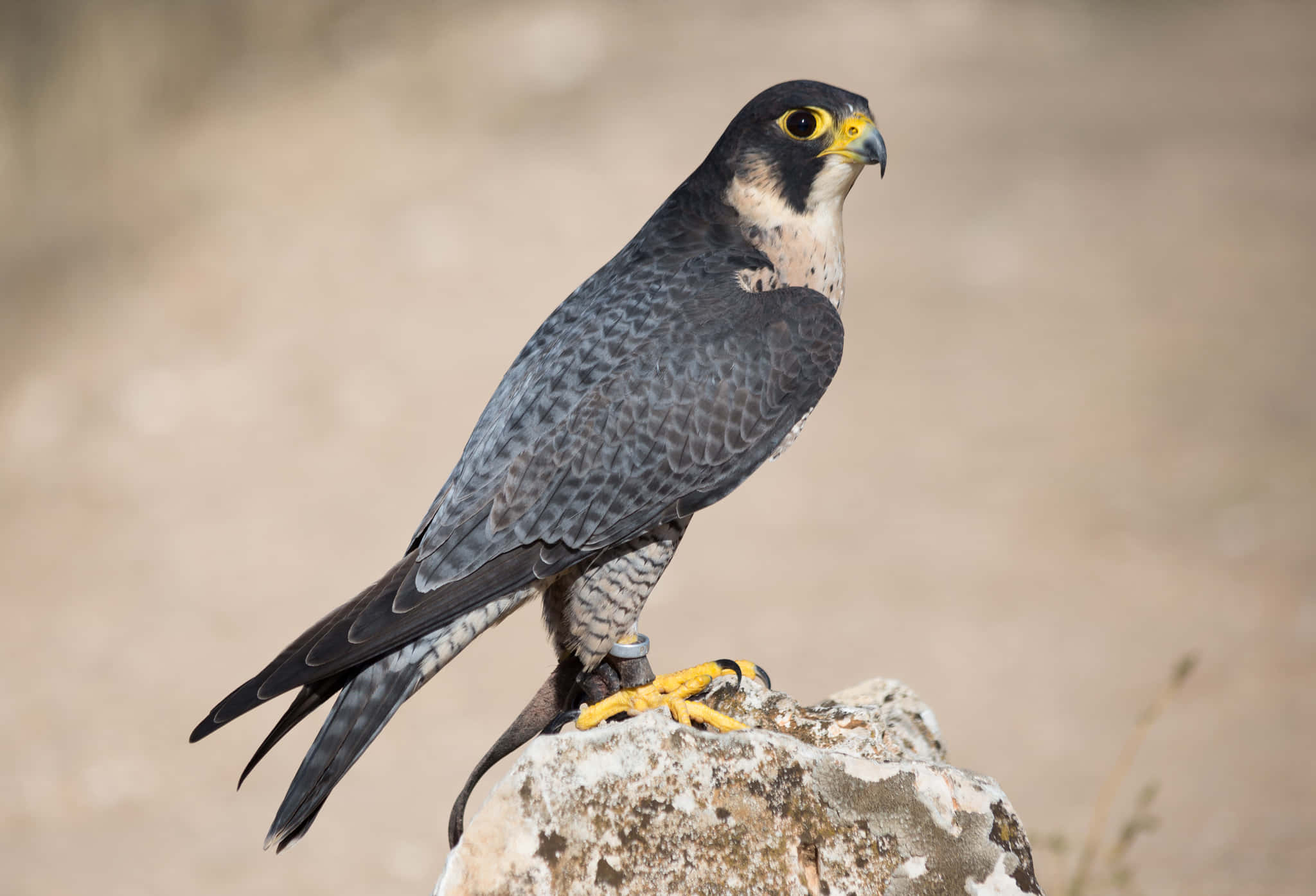 The Power of Flight: Witness the Majestic Beauty of a Falcon in Flight