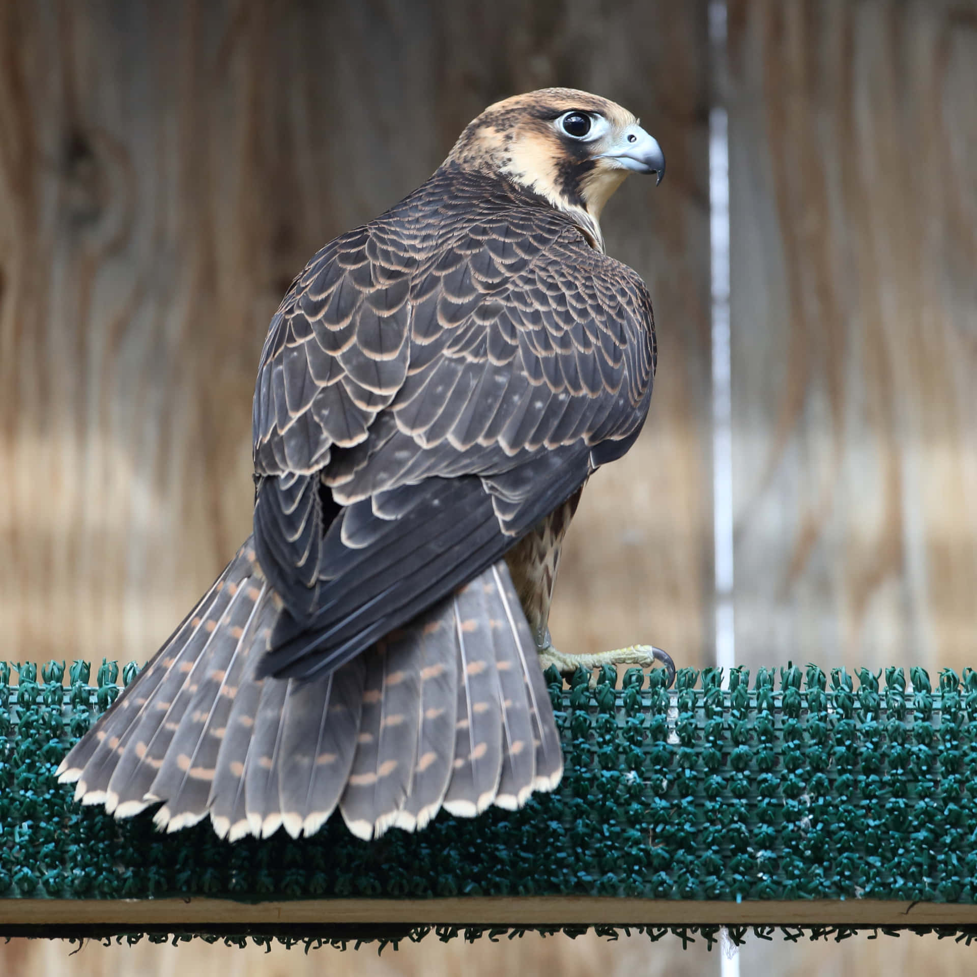 A falcon soars into the sky