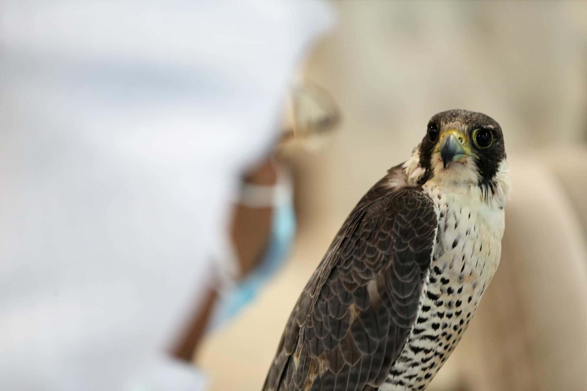 Unafotografia Della Fauna Selvatica Di Un Falco Pellegrino Adulto.