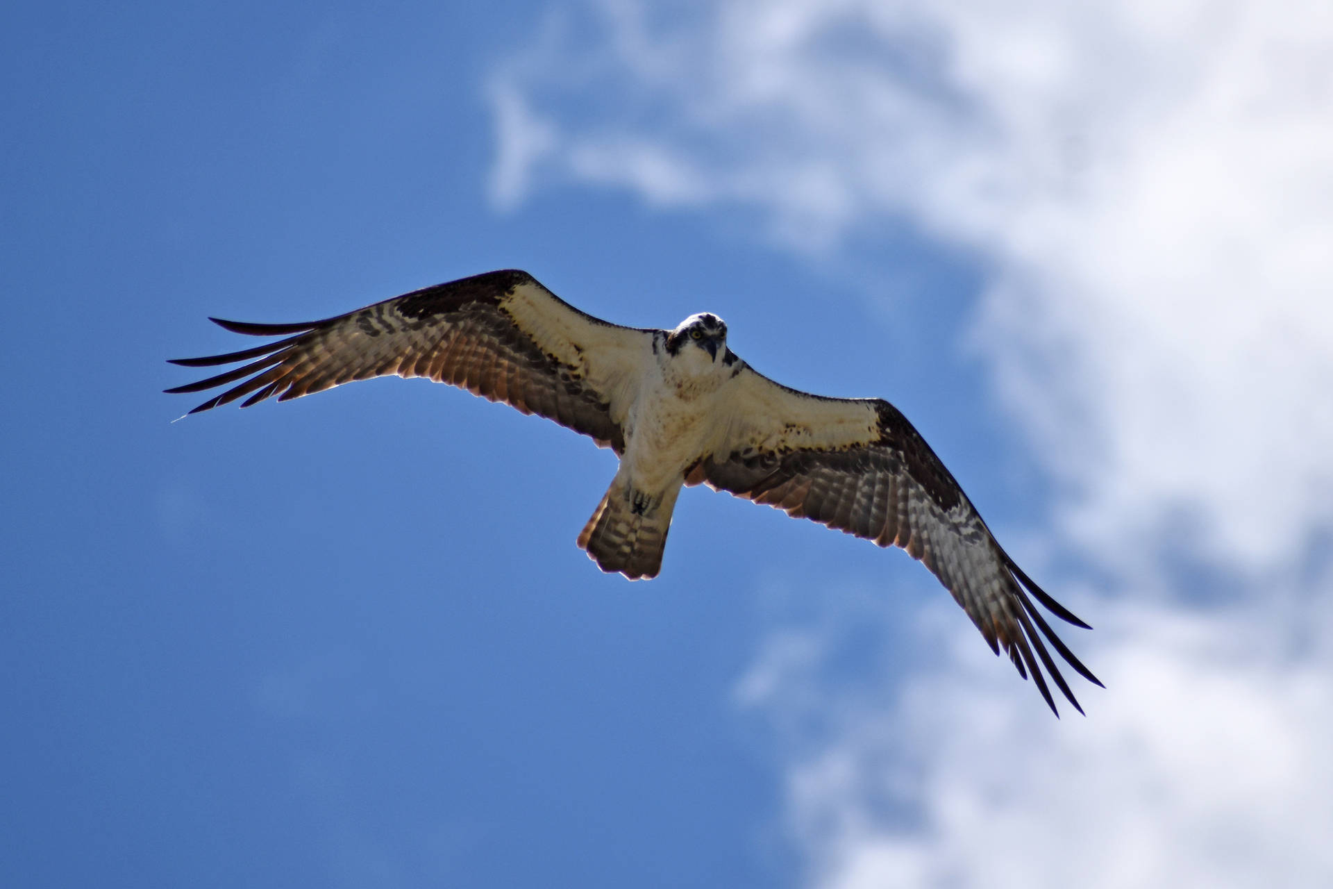 Falcon Spread Wings Blue Sky Background