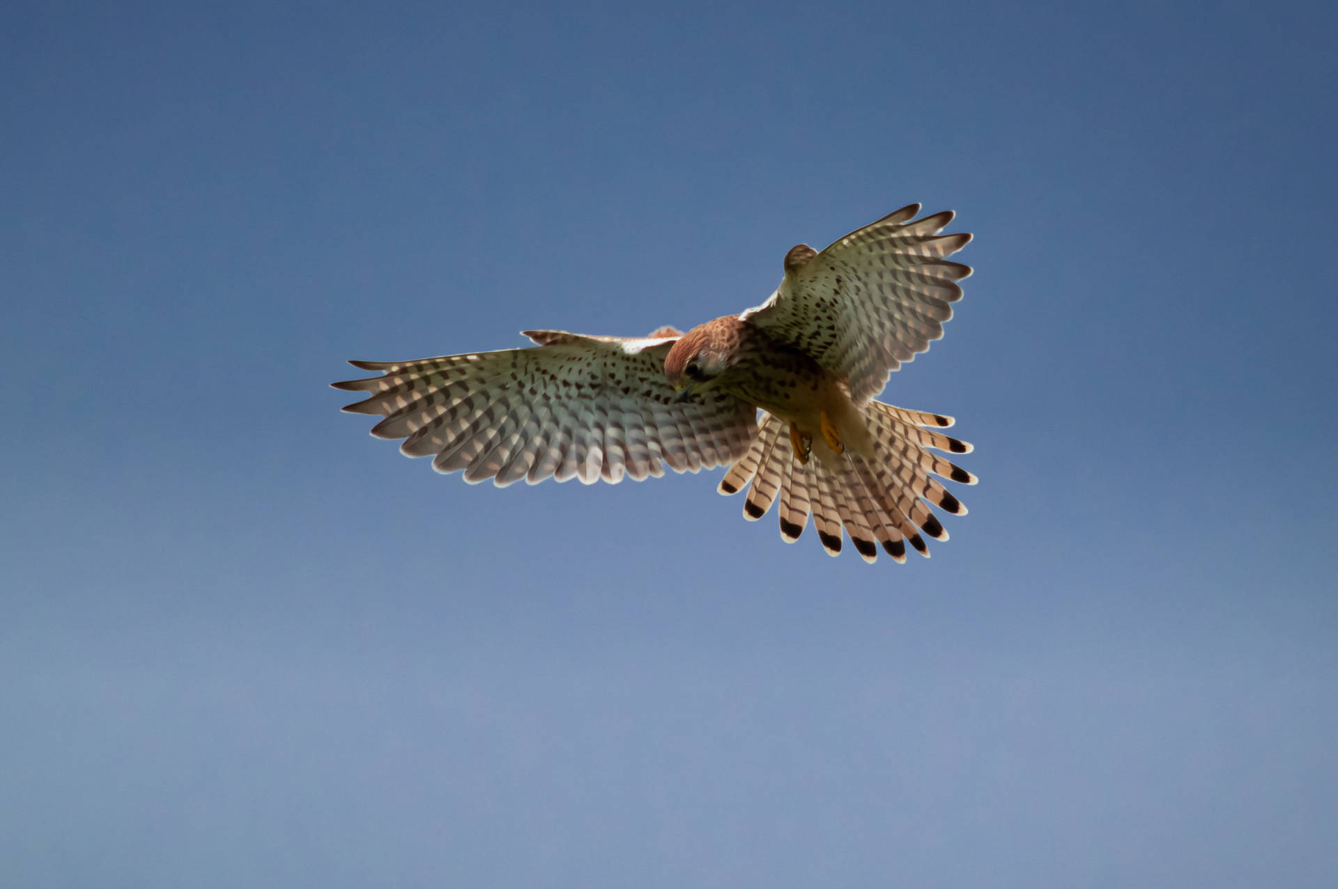 Falcon With Wings Spread Out