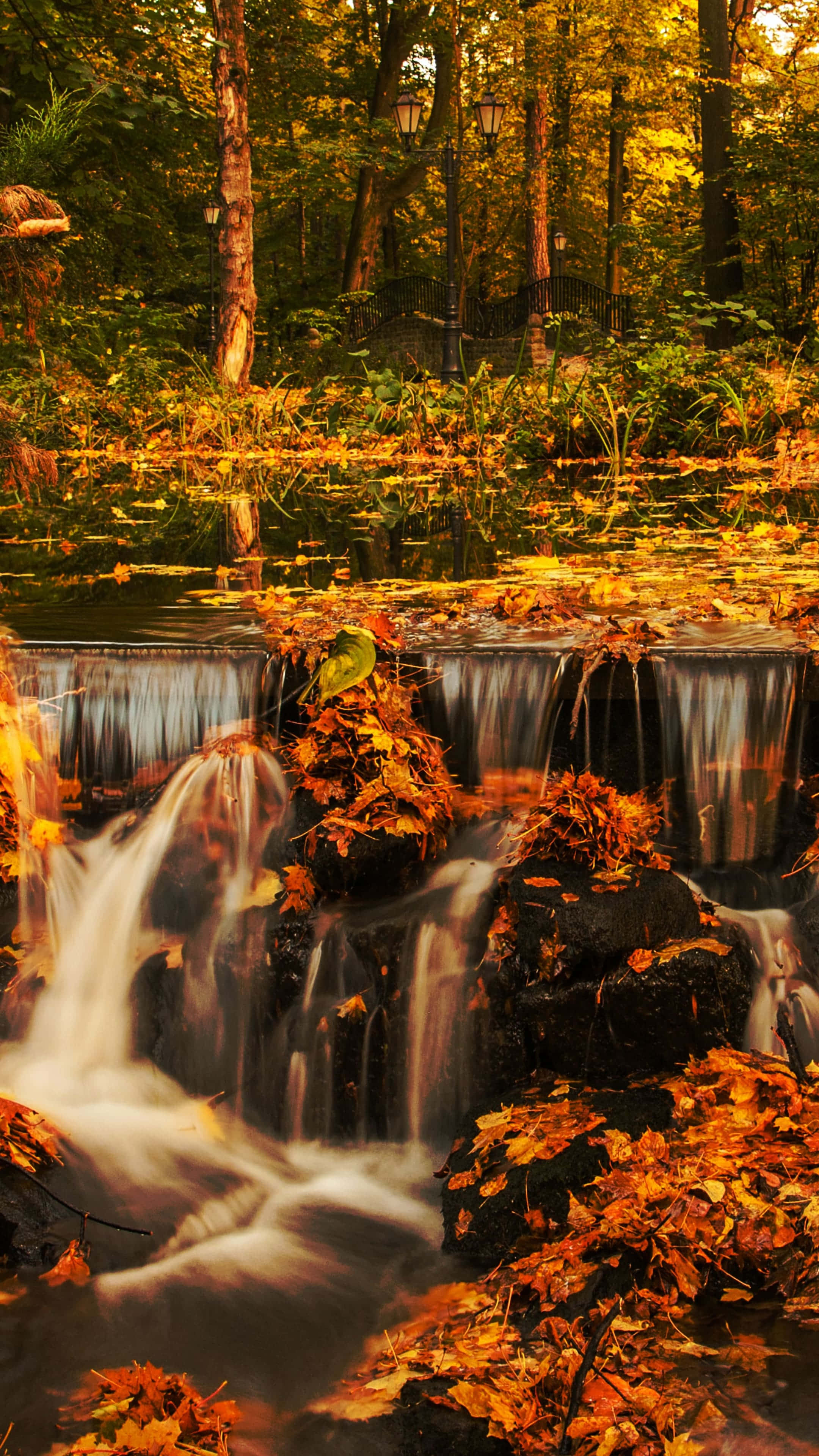 Fall 2160 X 3840 Background