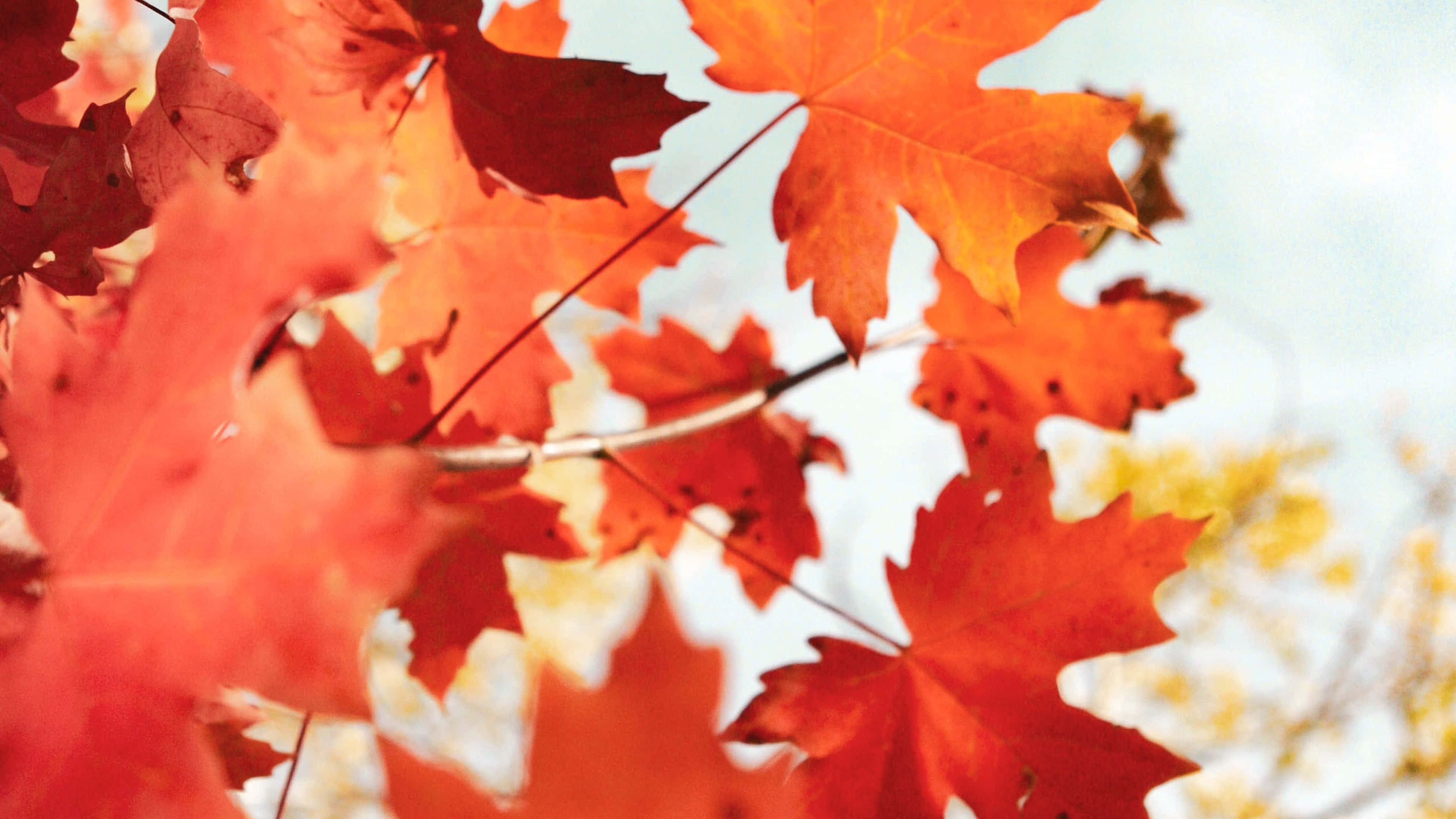 Fall 3840 X 2160 Background