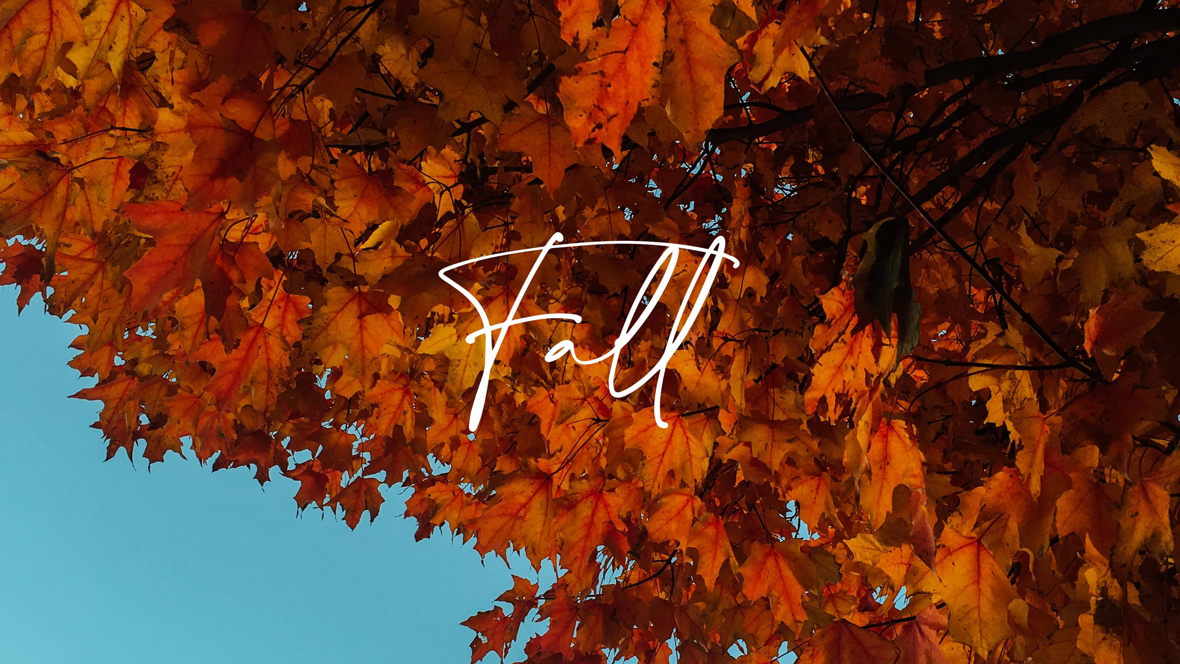 Fall 3840 X 2160 Background