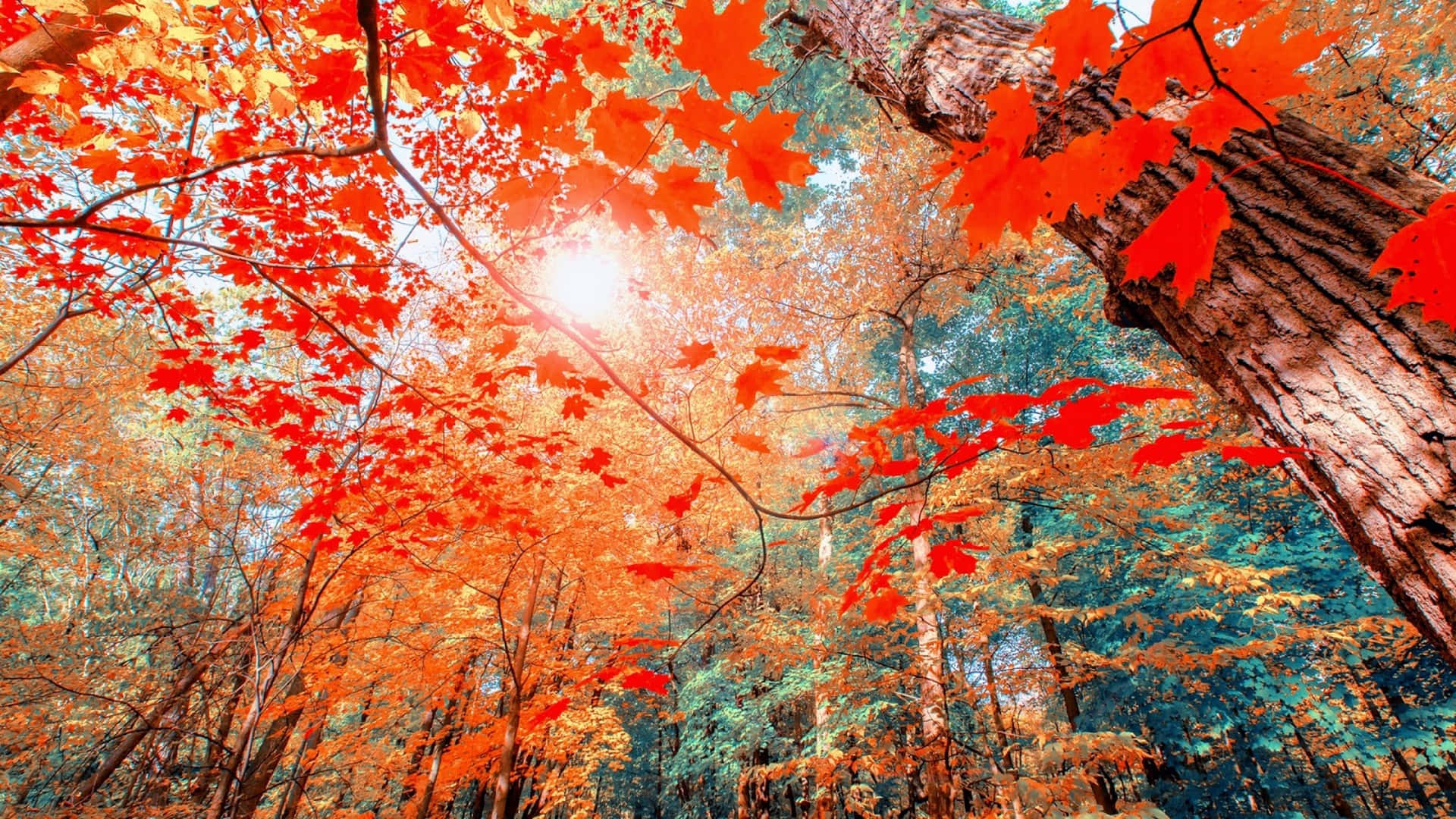 A Forest With Red Leaves And Sunlight