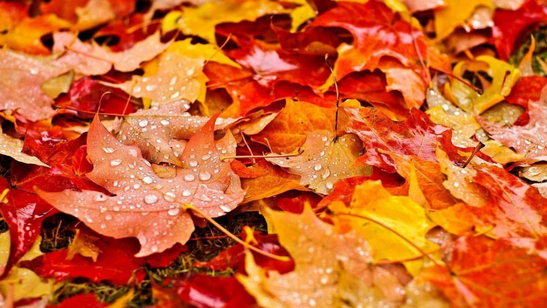 autumn leaves with water droplets on the ground