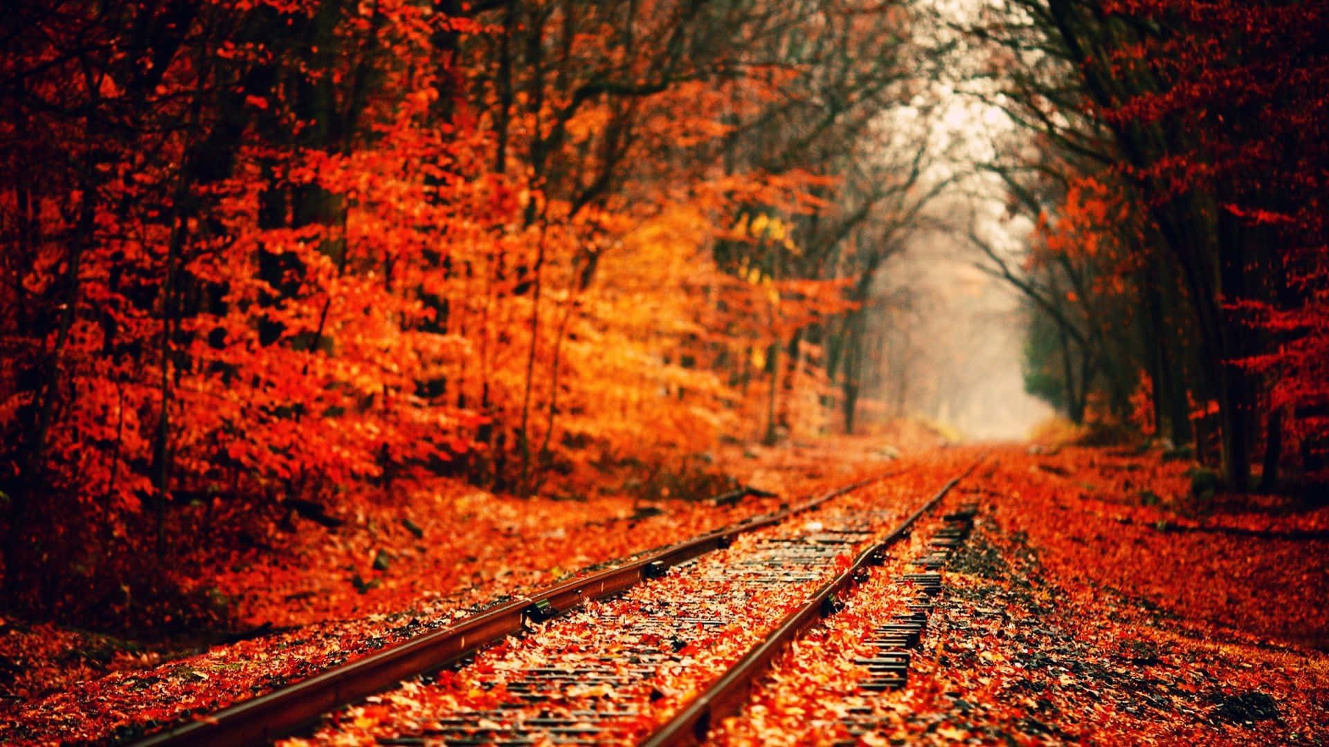 A Train Tracks In The Forest With Red Leaves