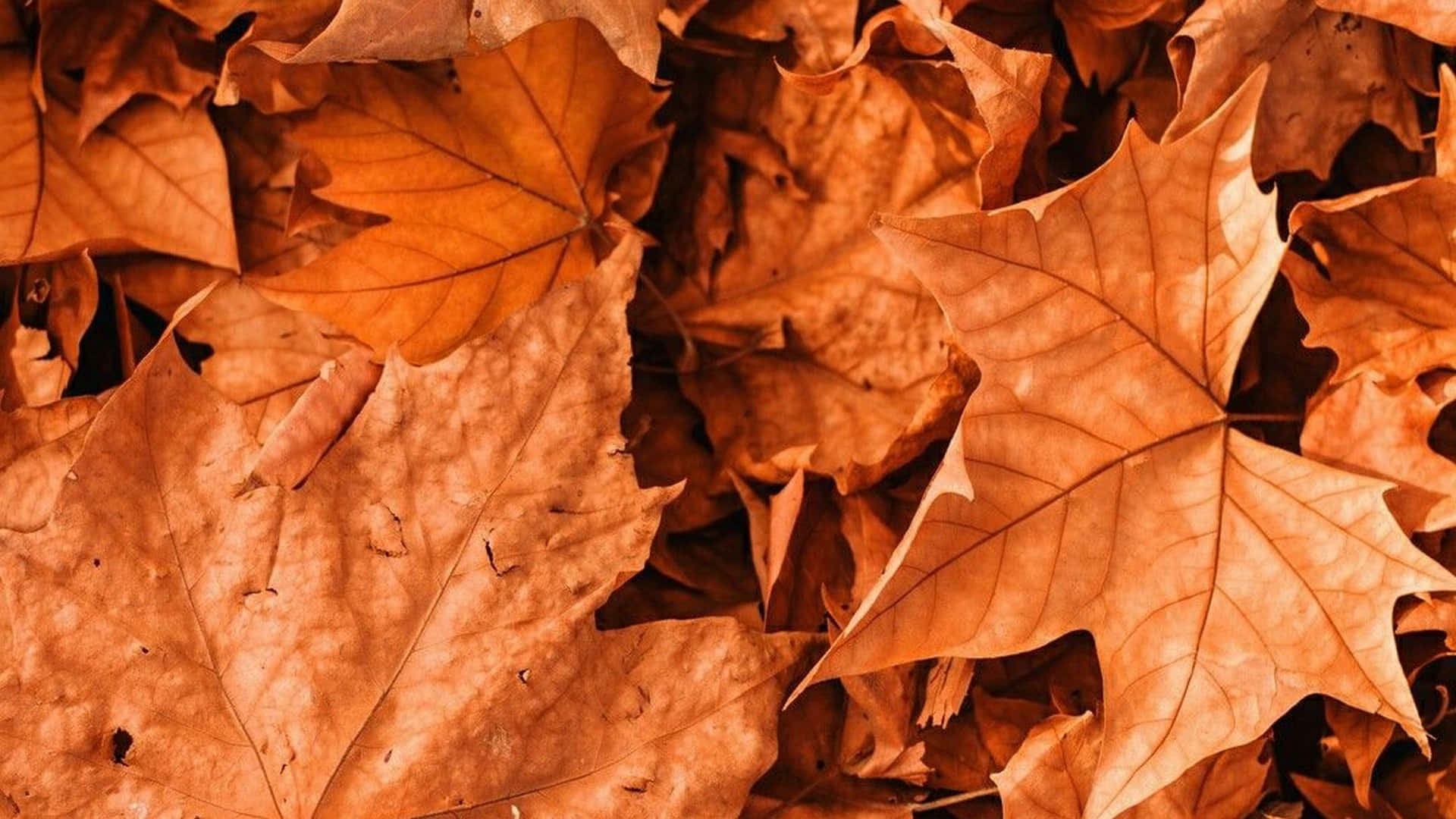 Disfrutade La Belleza Del Otoño.