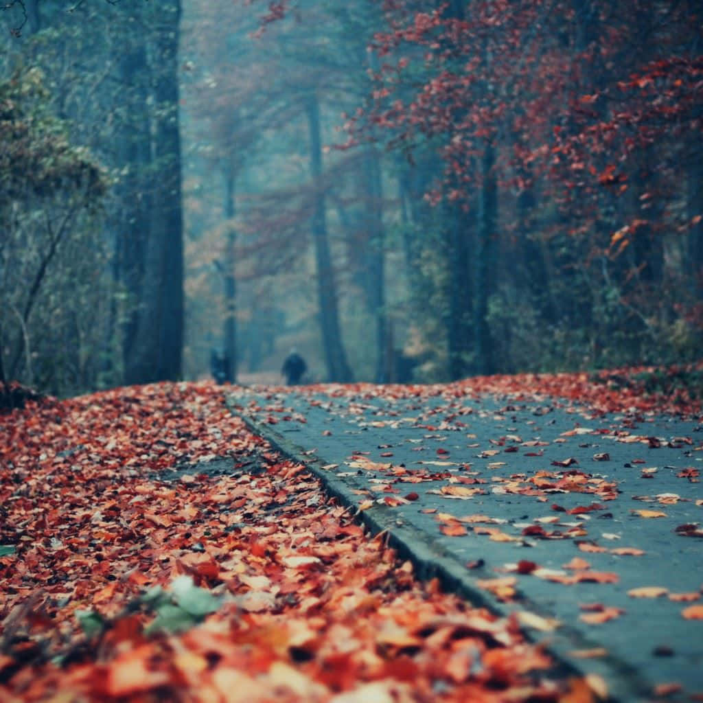 Download A Path In The Woods Covered In Red Leaves | Wallpapers.com