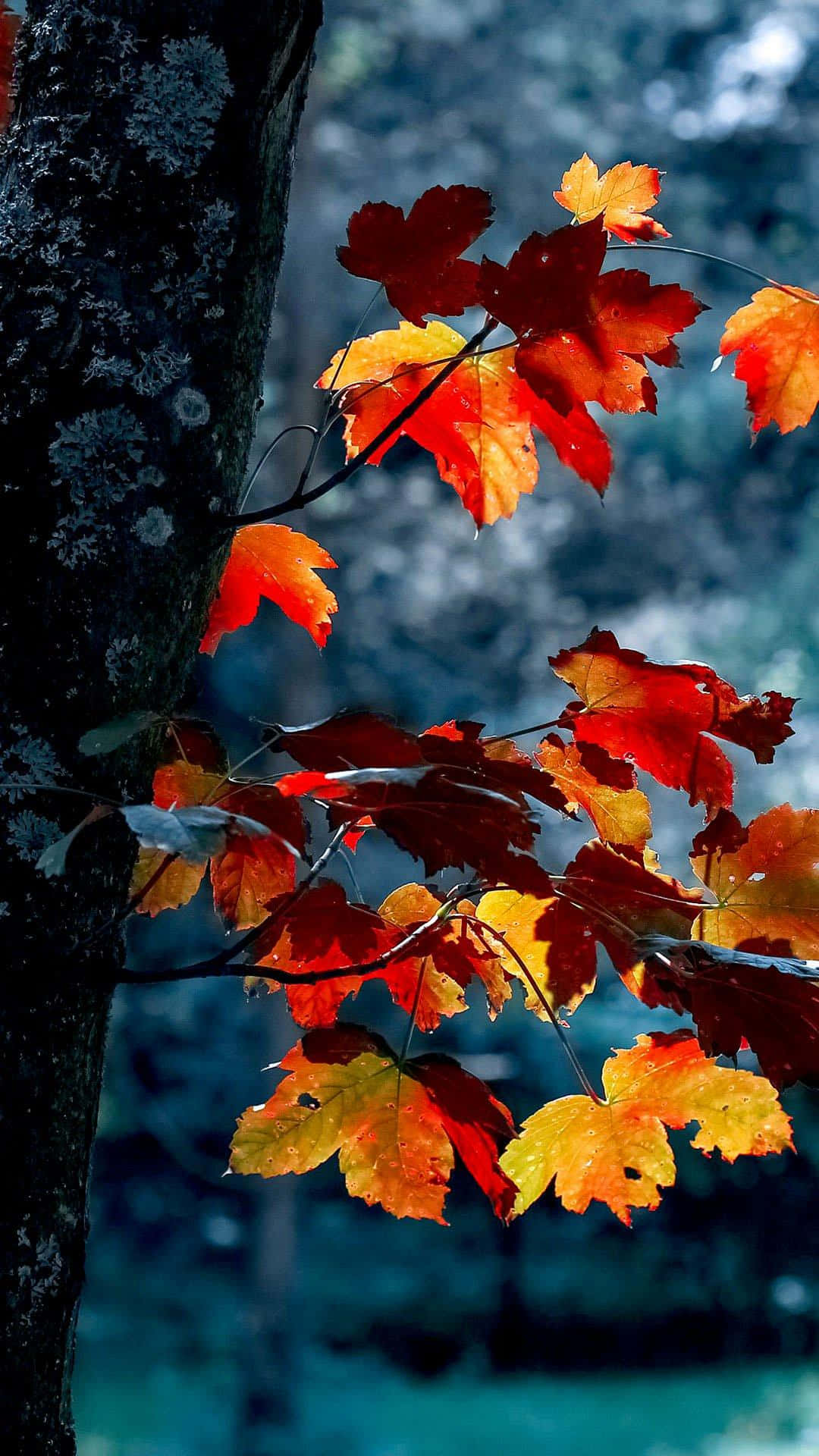 Abbracciala Bellezza Dell'autunno Con Uno Sfondo Estetico