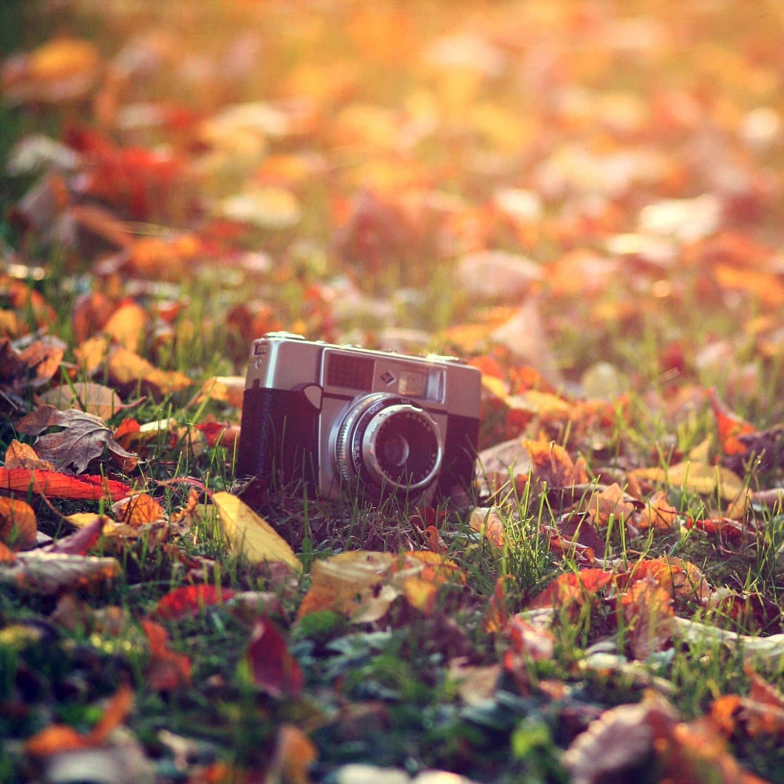 "Experience the beauty of fall with this stunning desktop background".