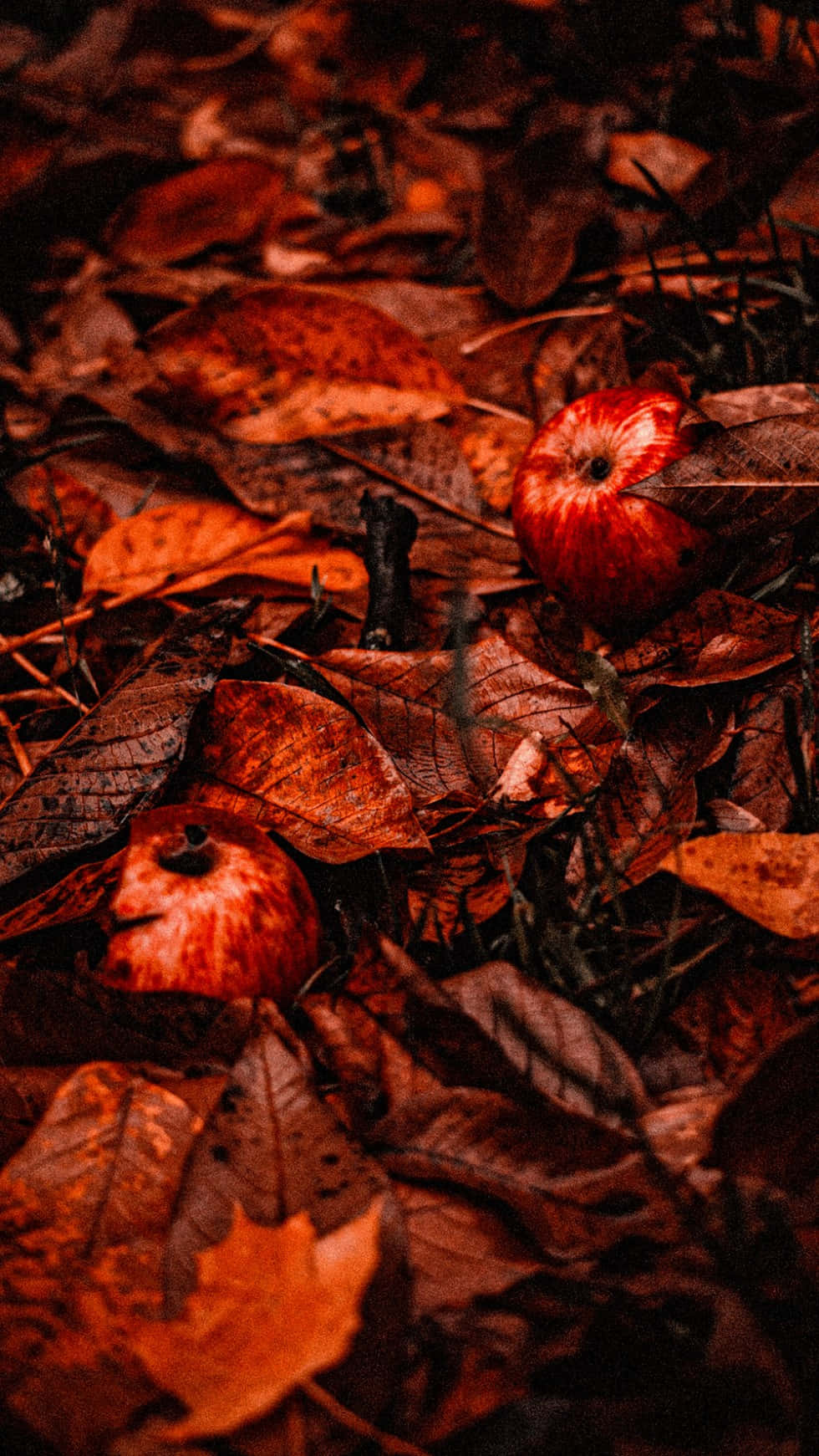 Genießedie Schönheit Des Herbstes Mit Diesem Wunderschönen Ästhetik
