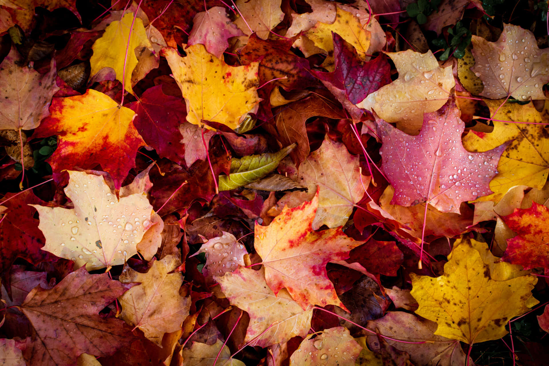 A Pile Of Colorful Leaves On The Ground