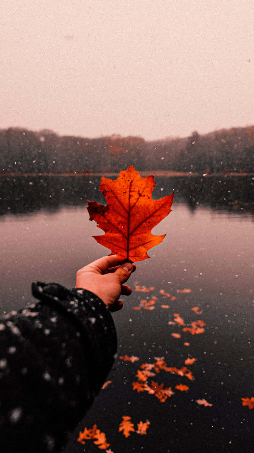 Download Enjoying the beauty of fall | Wallpapers.com
