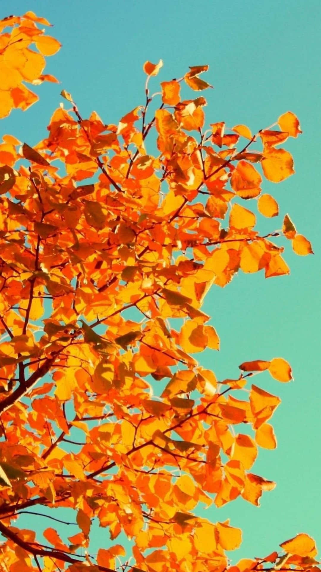 Farbteppichein Herbstliches Ästhetik