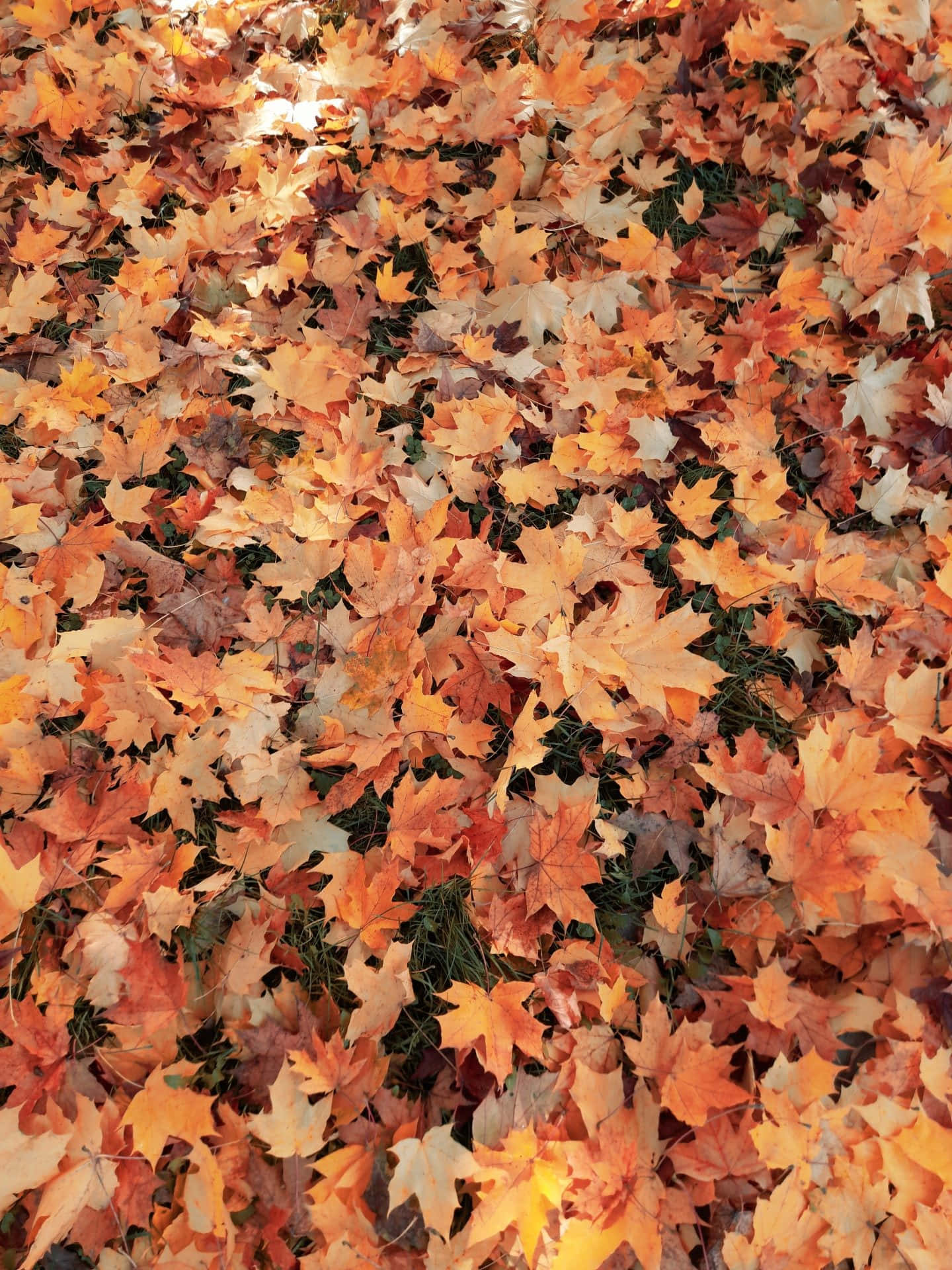 Preparatiper L'autunno Con Uno Sfondo Estetico Bellissimo!