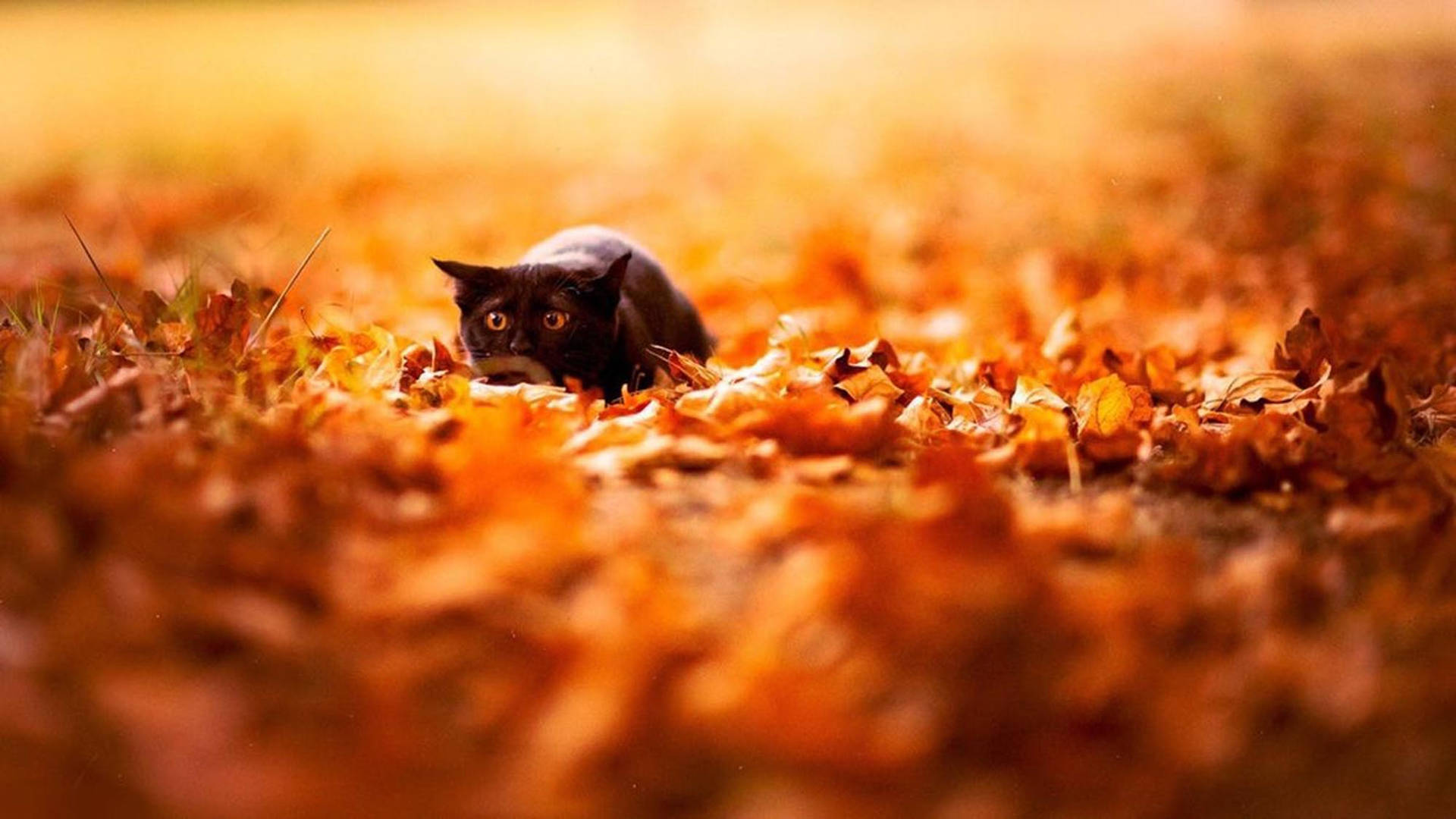 Fall Aesthetic Cat And Leaves Wallpaper