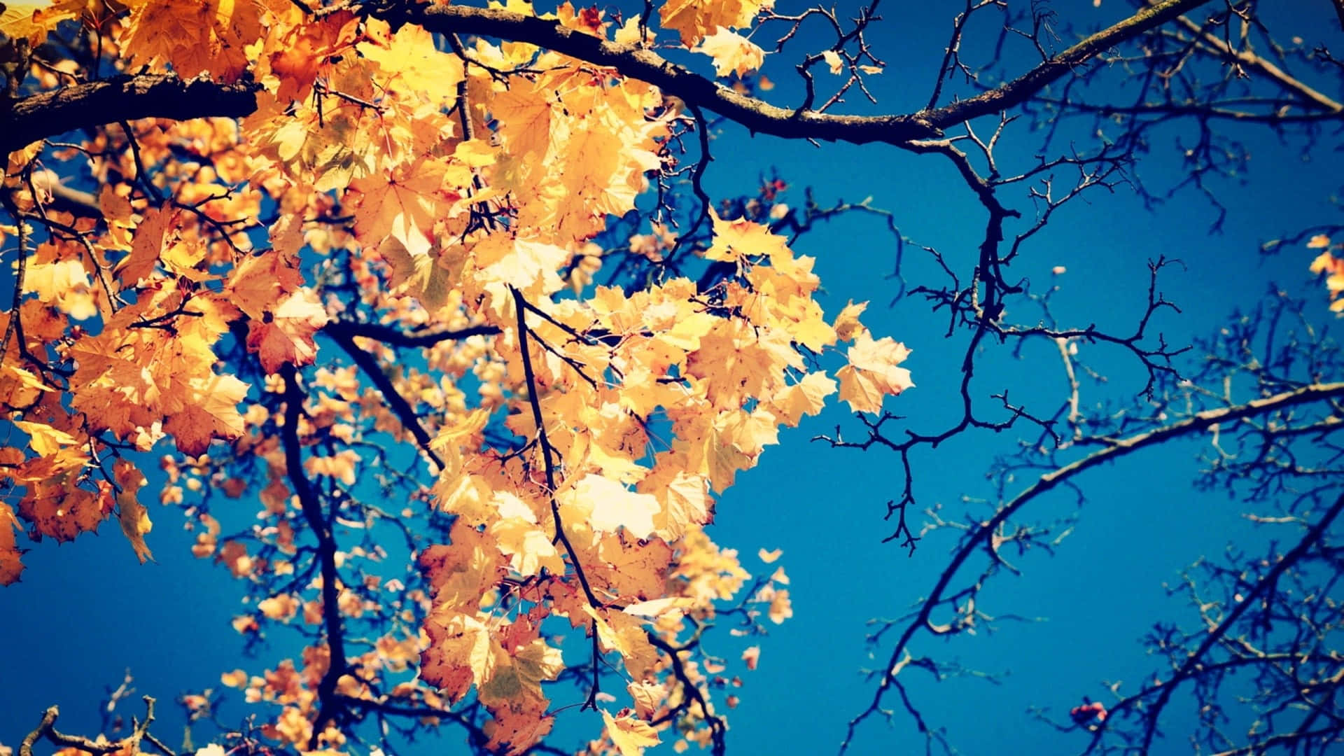 Autumn Symphony on Your Desktop Wallpaper