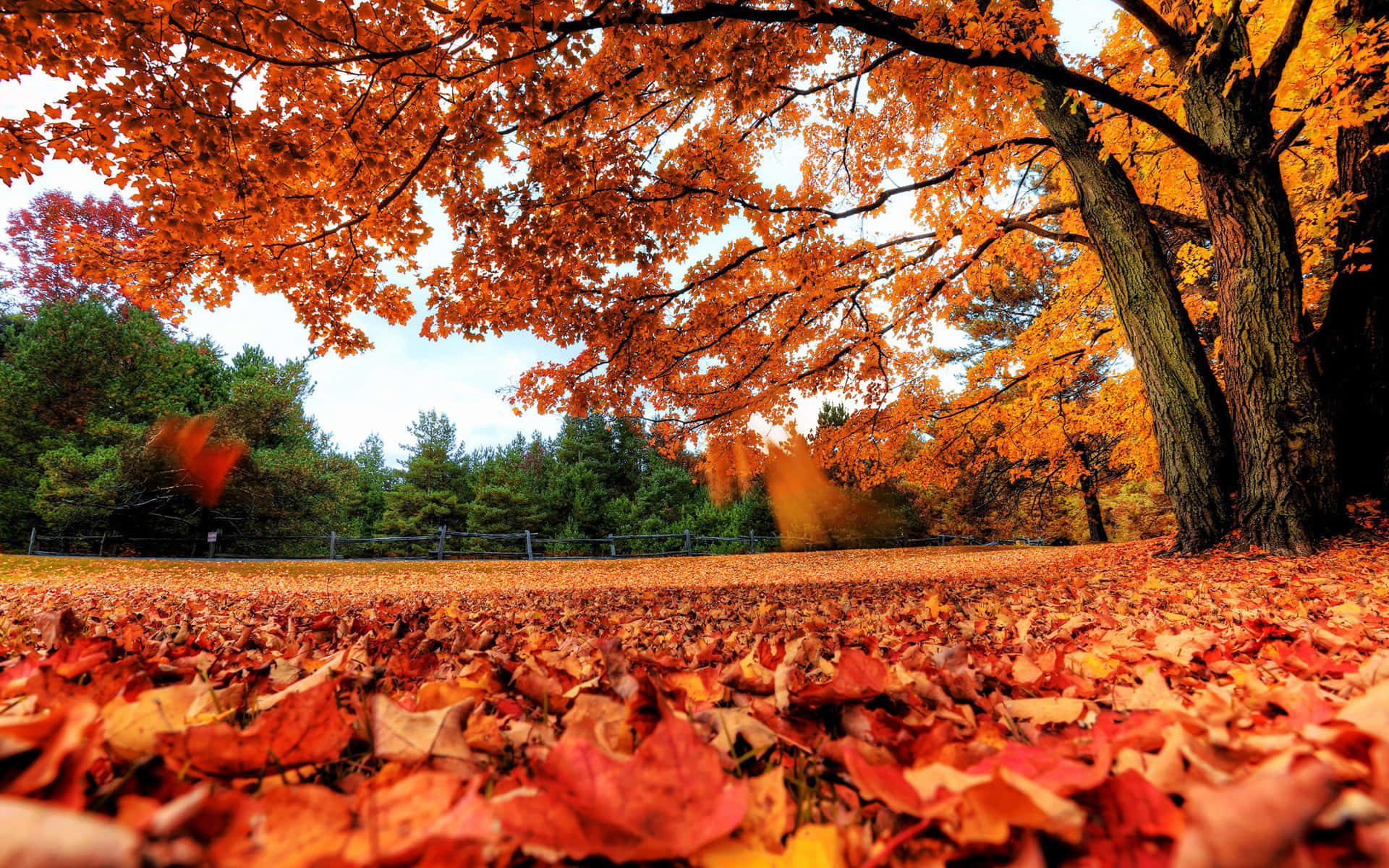 Goditii Bellissimi Colori Dell'autunno Con Questa Immagine Per Il Desktop. Sfondo