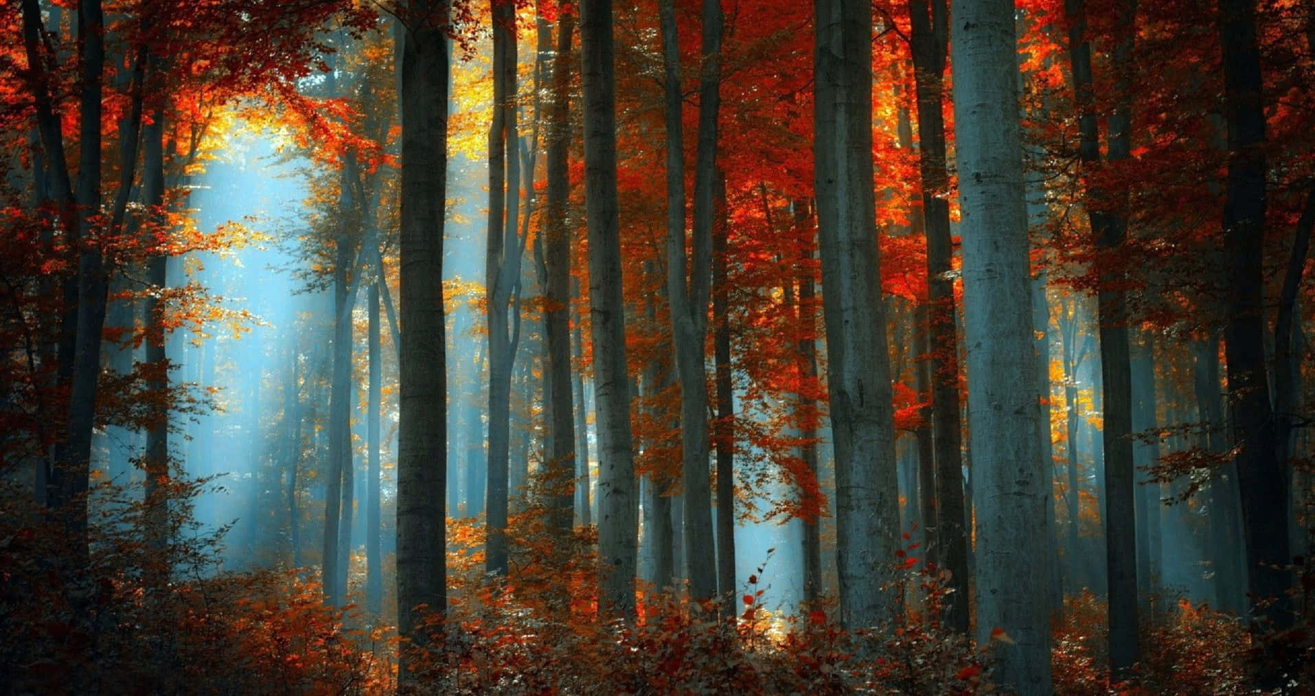Fall Forest Aesthetic Desktop Wallpaper