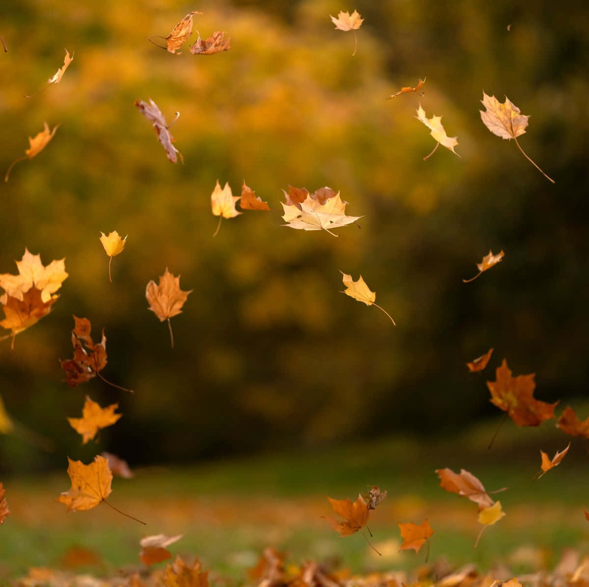 Herbstblätterschweben In Der Luft. Wallpaper