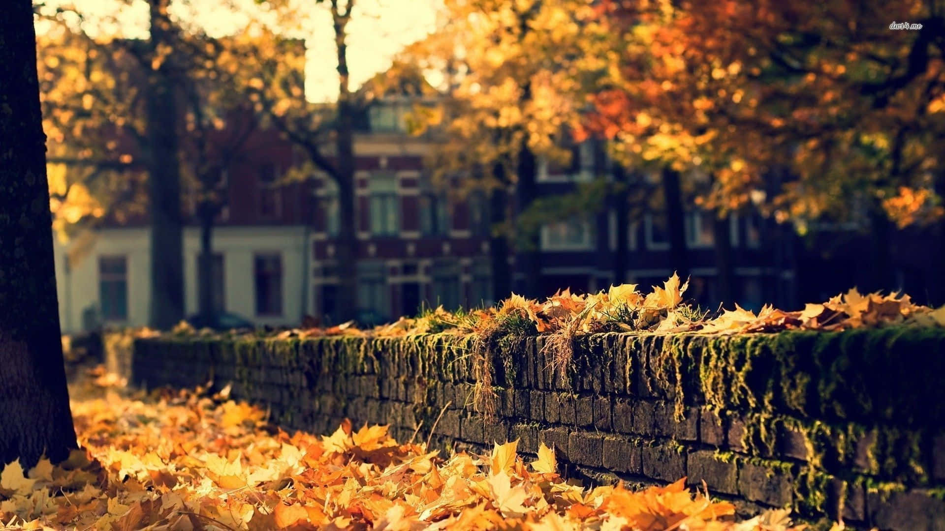 Angolodi Strada Durante L'autunno - Sfondo Estetico Per Desktop Sfondo