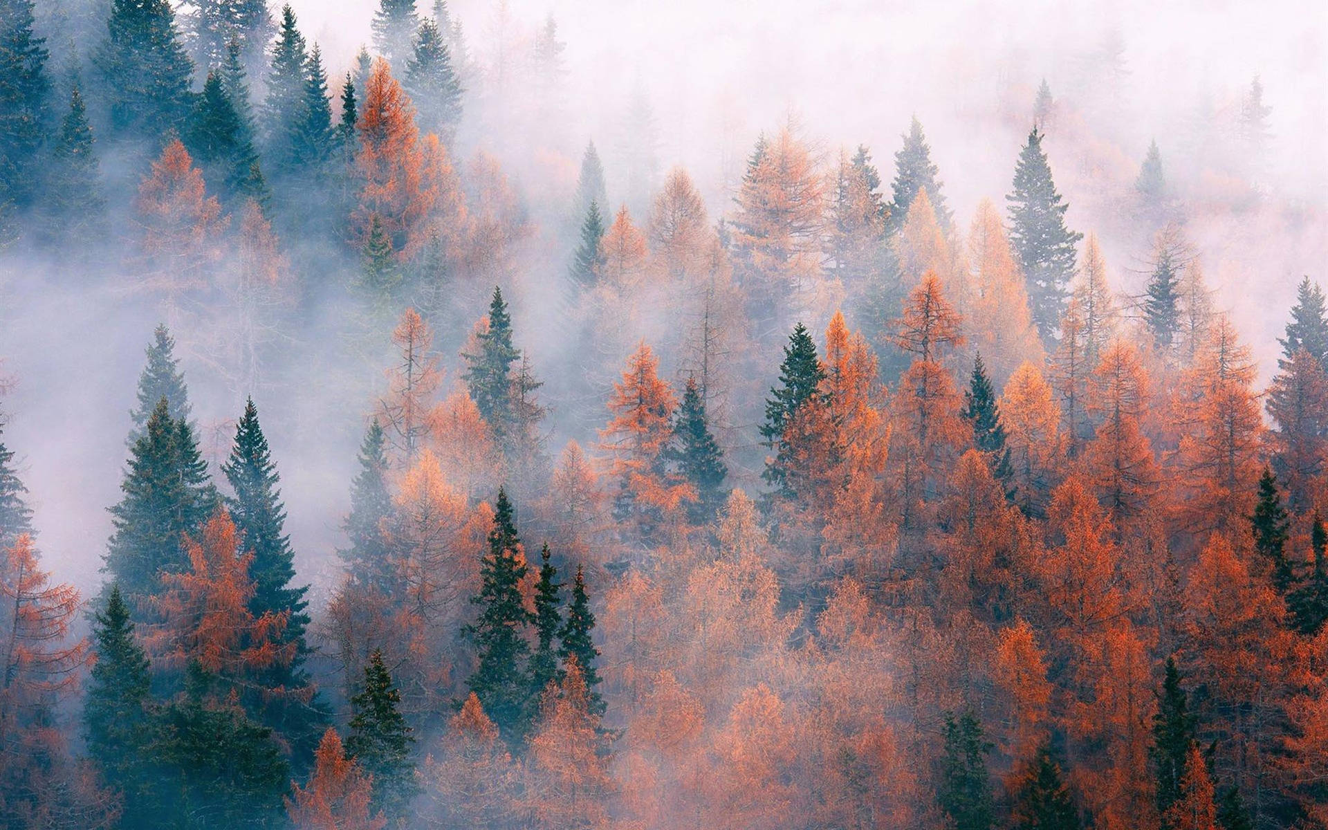 Enchanted Autumn - Foggy Pine Forest Wallpaper