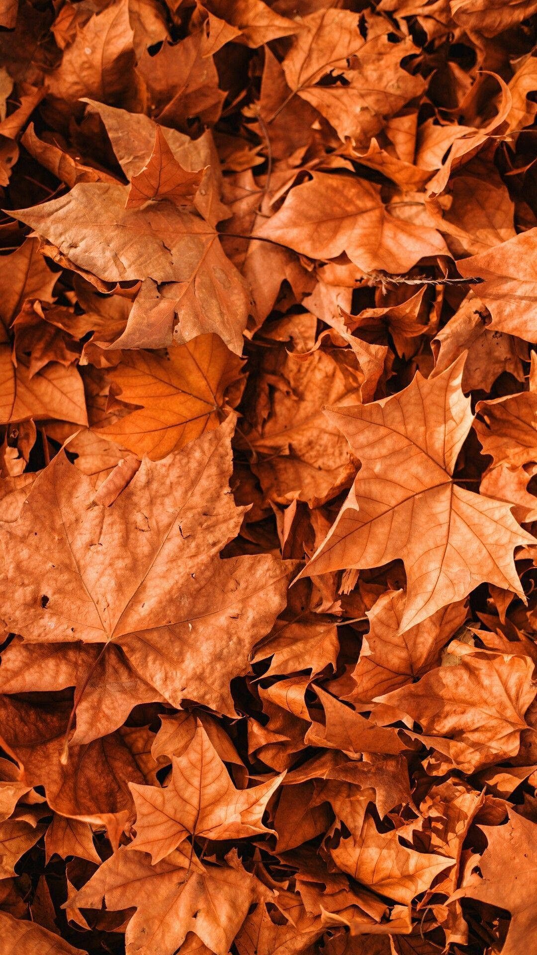 Fall Aesthetic iPhone Big Maple Leaves Wallpaper