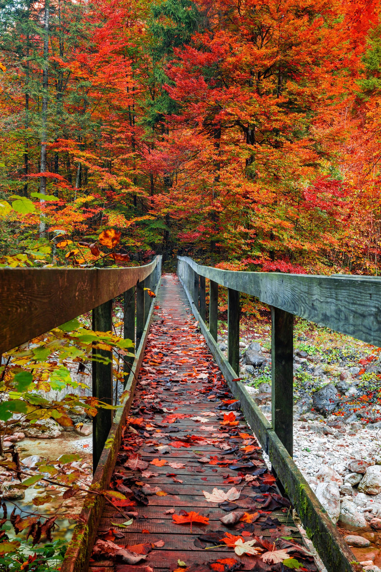Warm Fall Aesthetics: Mystical Autumn Bridge Surrounded by Lush Green and Red Foliage on iPhone Wallpaper