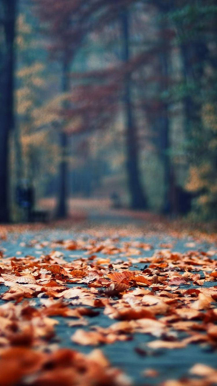 Herbstästhetik Iphone Hintergrund Herbstlaub Auf Der Straße Wallpaper