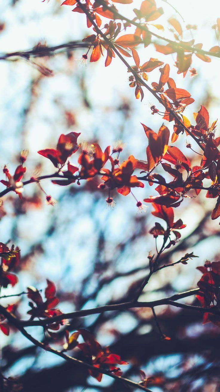 Fall Aesthetic iPhone Red Leaves Flowers Wallpaper