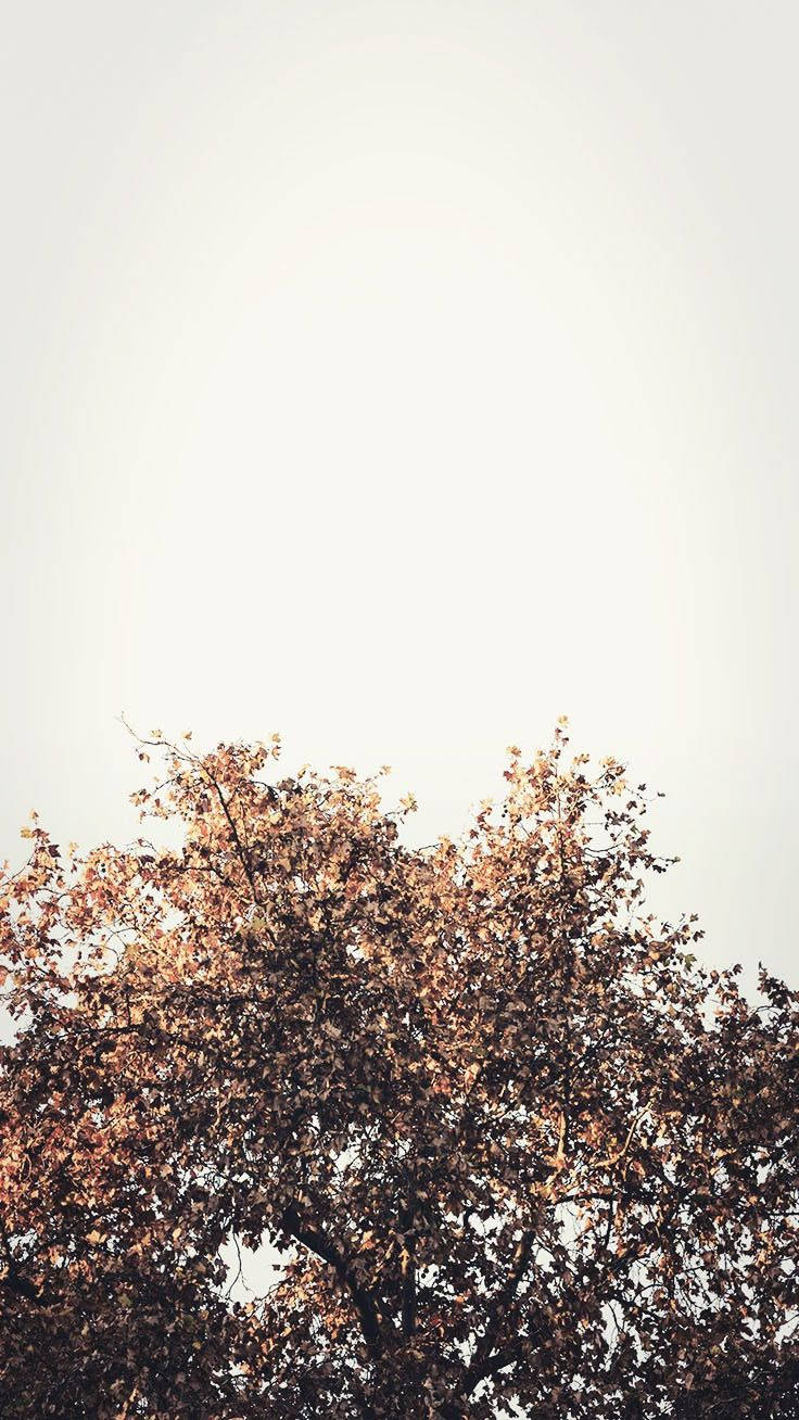 Herbstästhetikiphone Einzelner Baum Weißer Himmel Wallpaper